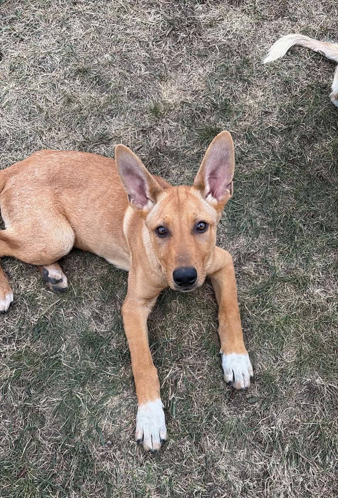 Penelope - Shepherd mix available for adoption at Running Wild Rescue in Saskatoon