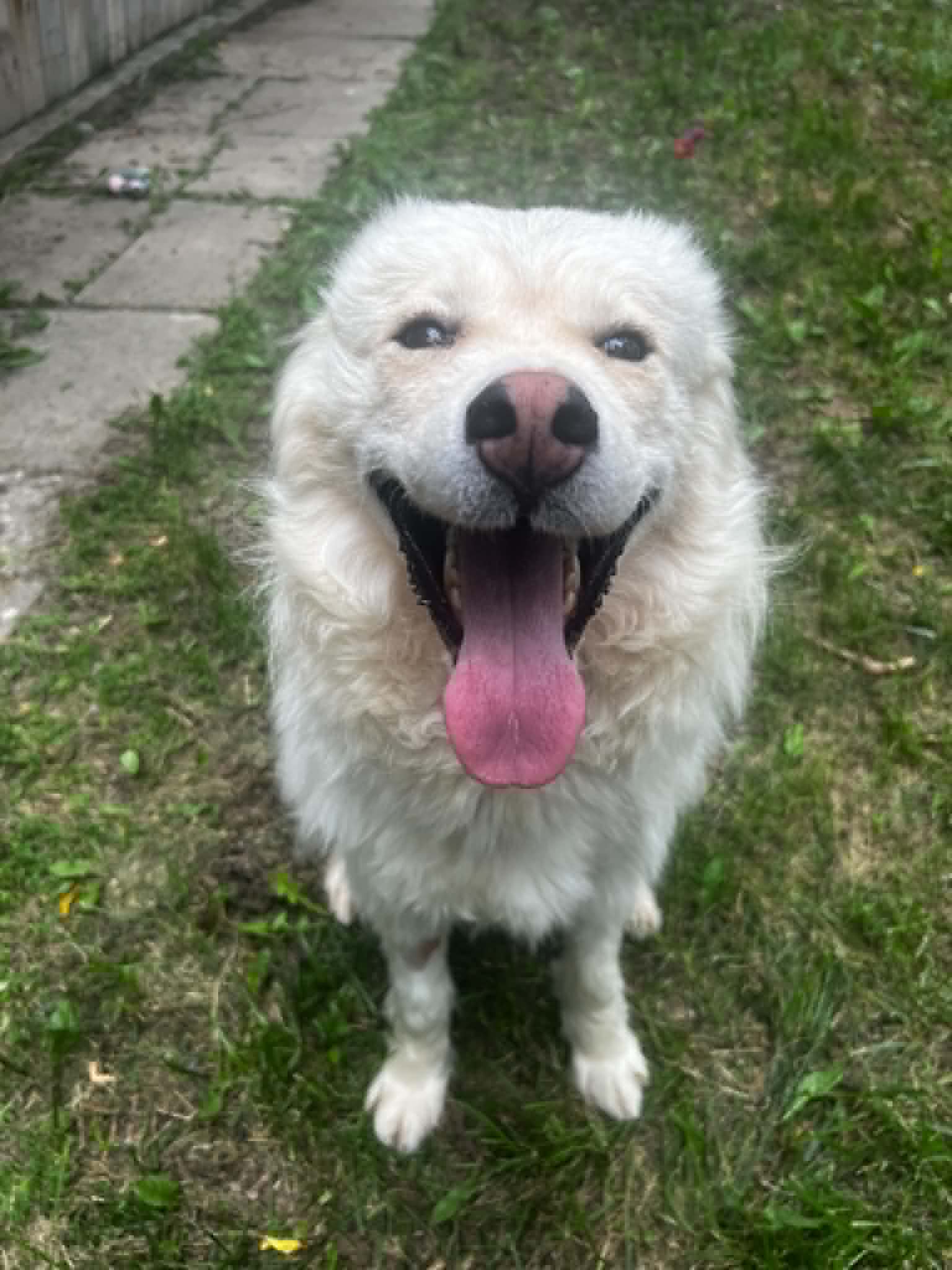 Pretty - Husky mix available for adoption