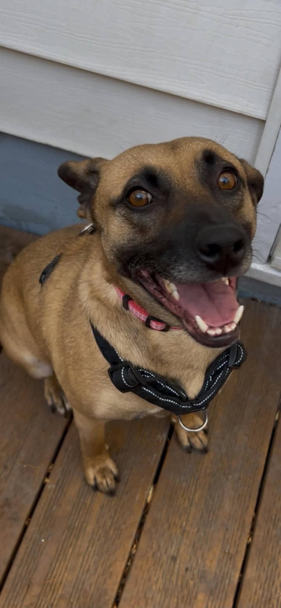 Lisa - Shepherd mix available for adoption at Running Wild Rescue in Regina