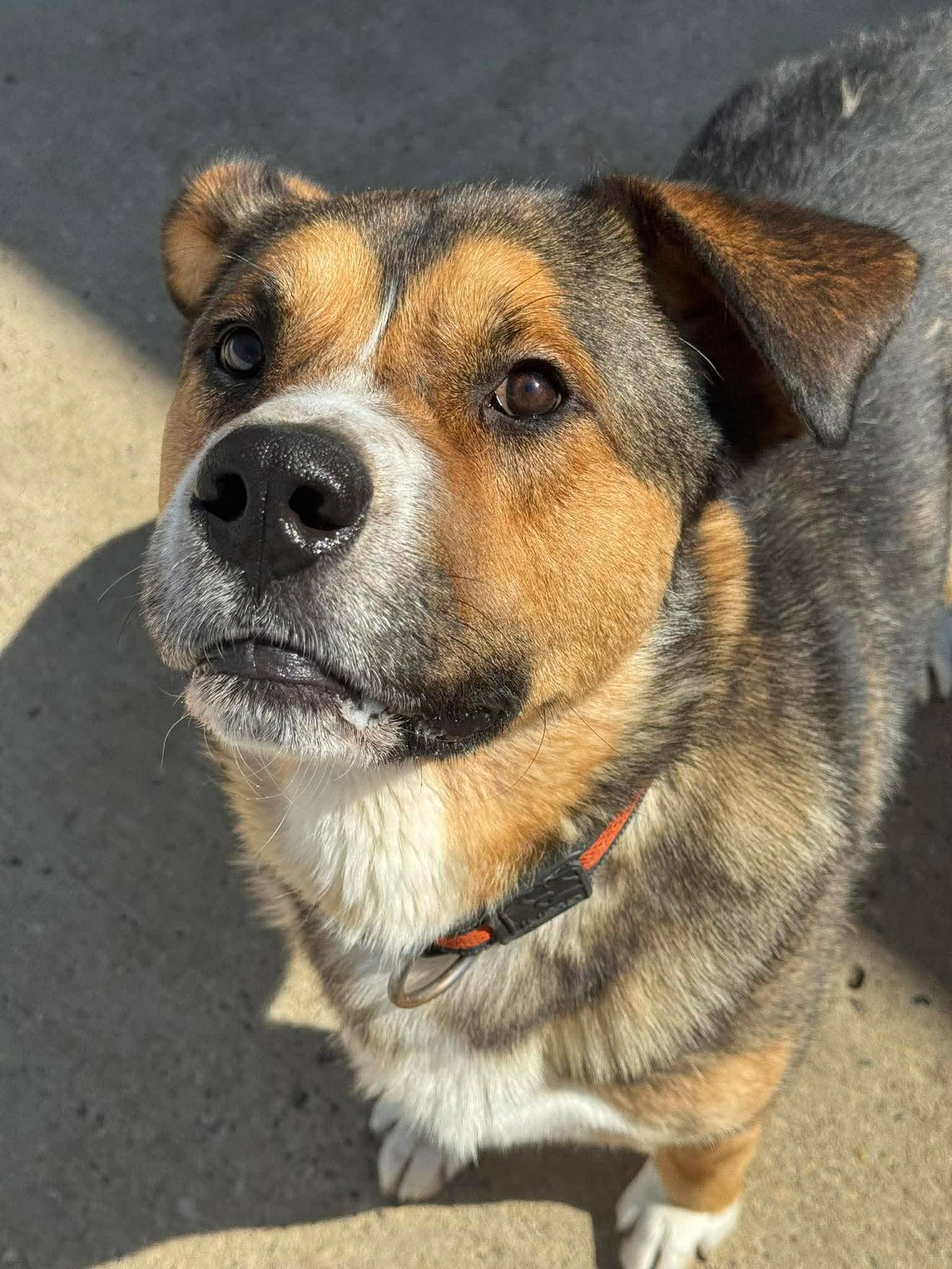 Gallagher - Shepherd mix available for adoption in Saskatchewan