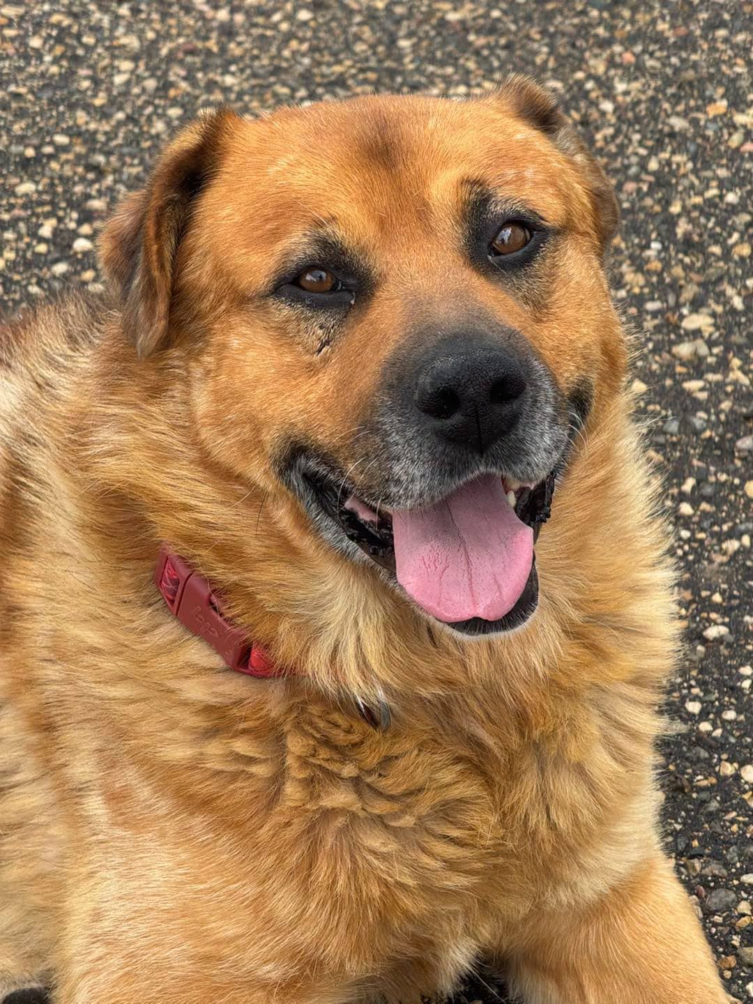 Noka - Mixed breed available for adoption at Running Wild Rescue in Moose Jaw