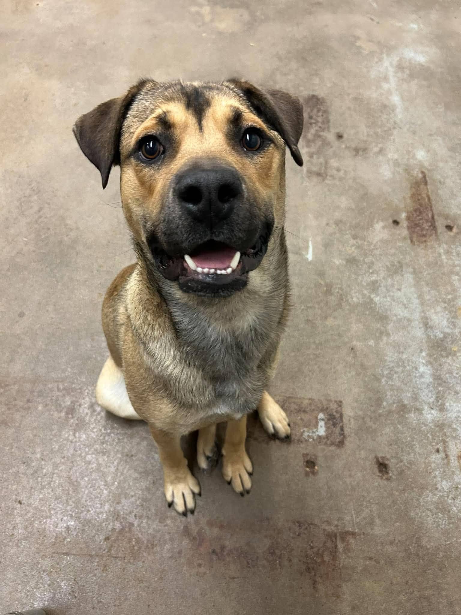 Cartman - Shepherd mix available for adoption at Running Wild Rescue in Moose Jaw