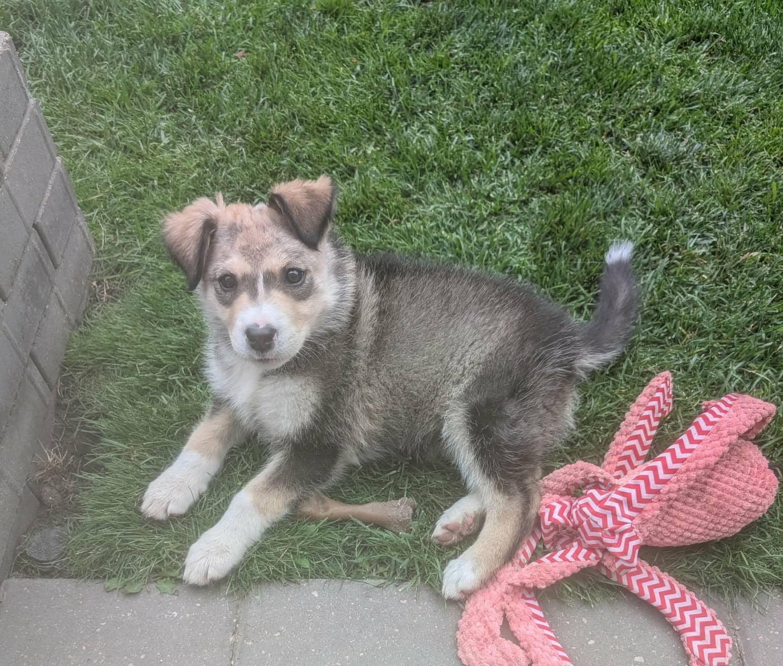 Maggie - Shepherd mix available for adoption at Running Wild Rescue in Warman