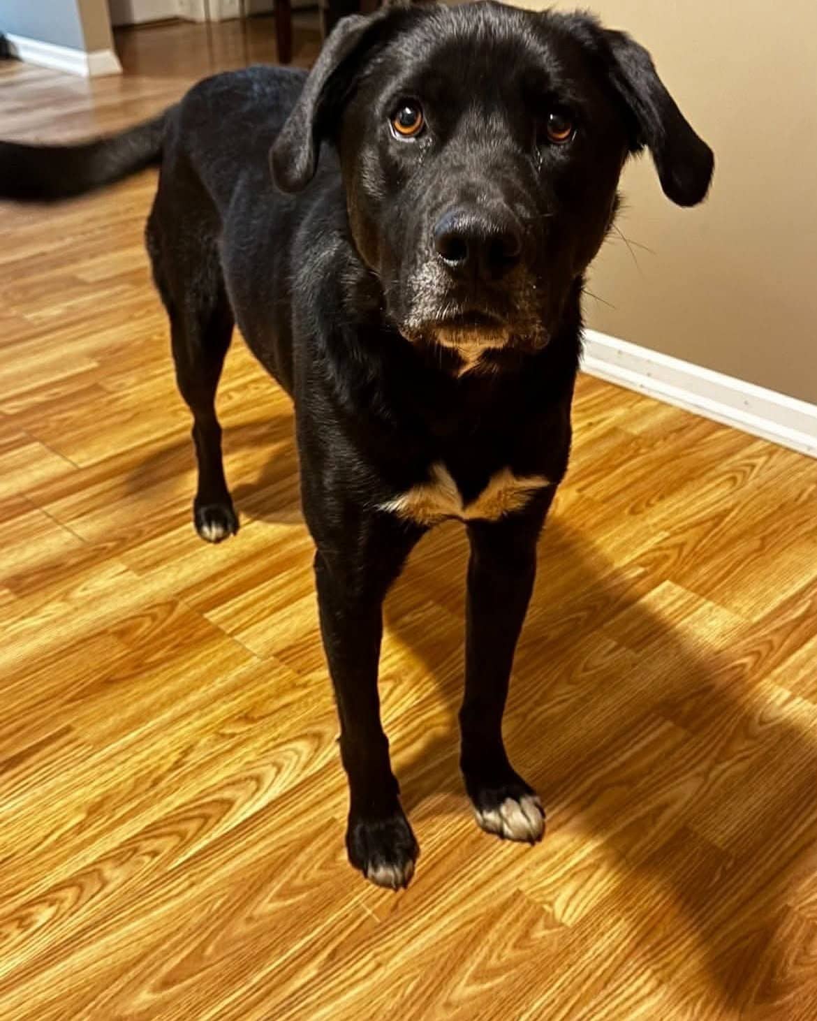 Cash - Lab mix available for adoption at Running Wild Rescue in Regina