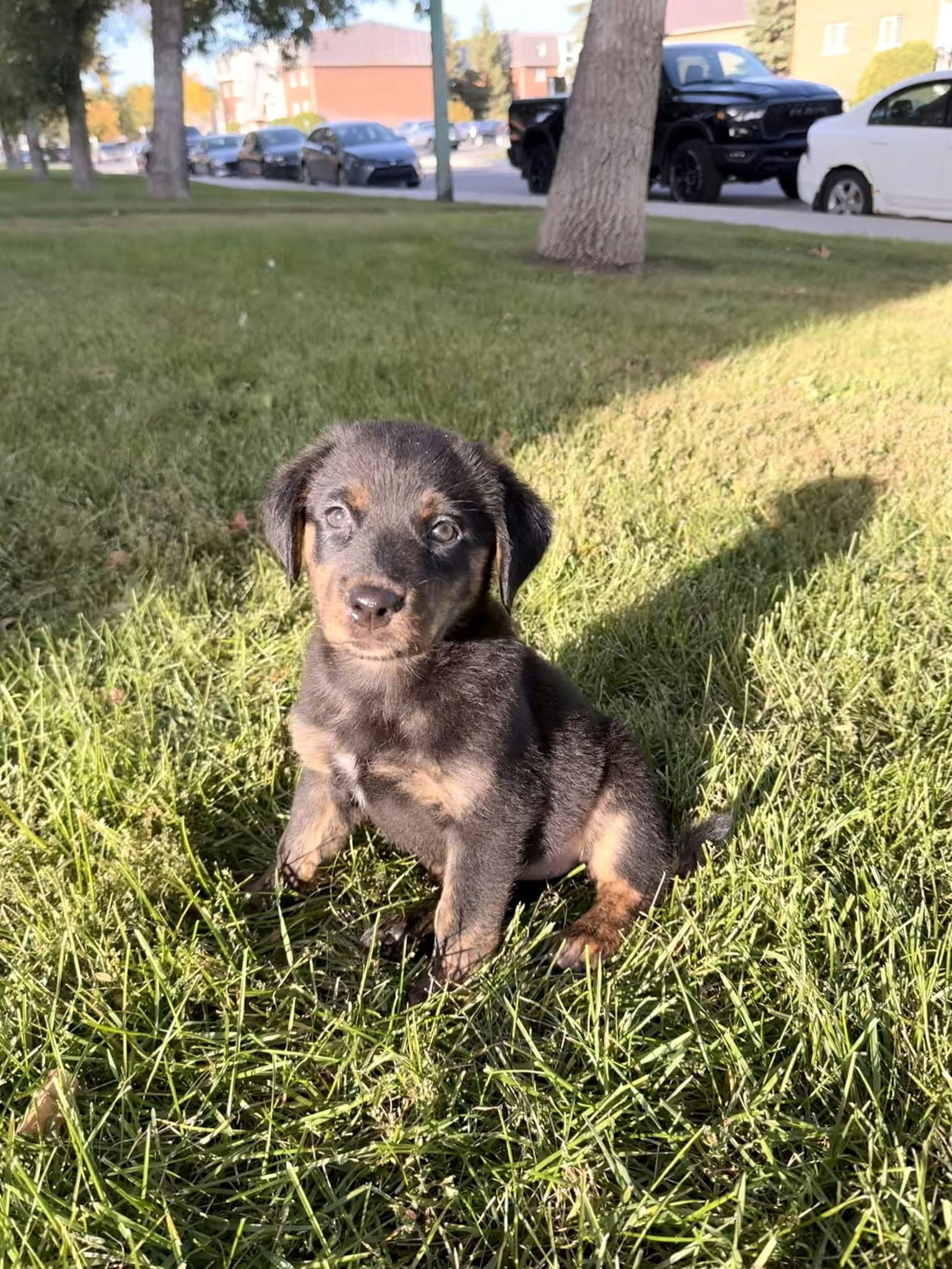 Dolly Pawrton - Shepherd mix available for adoption at Running Wild Rescue in Regina