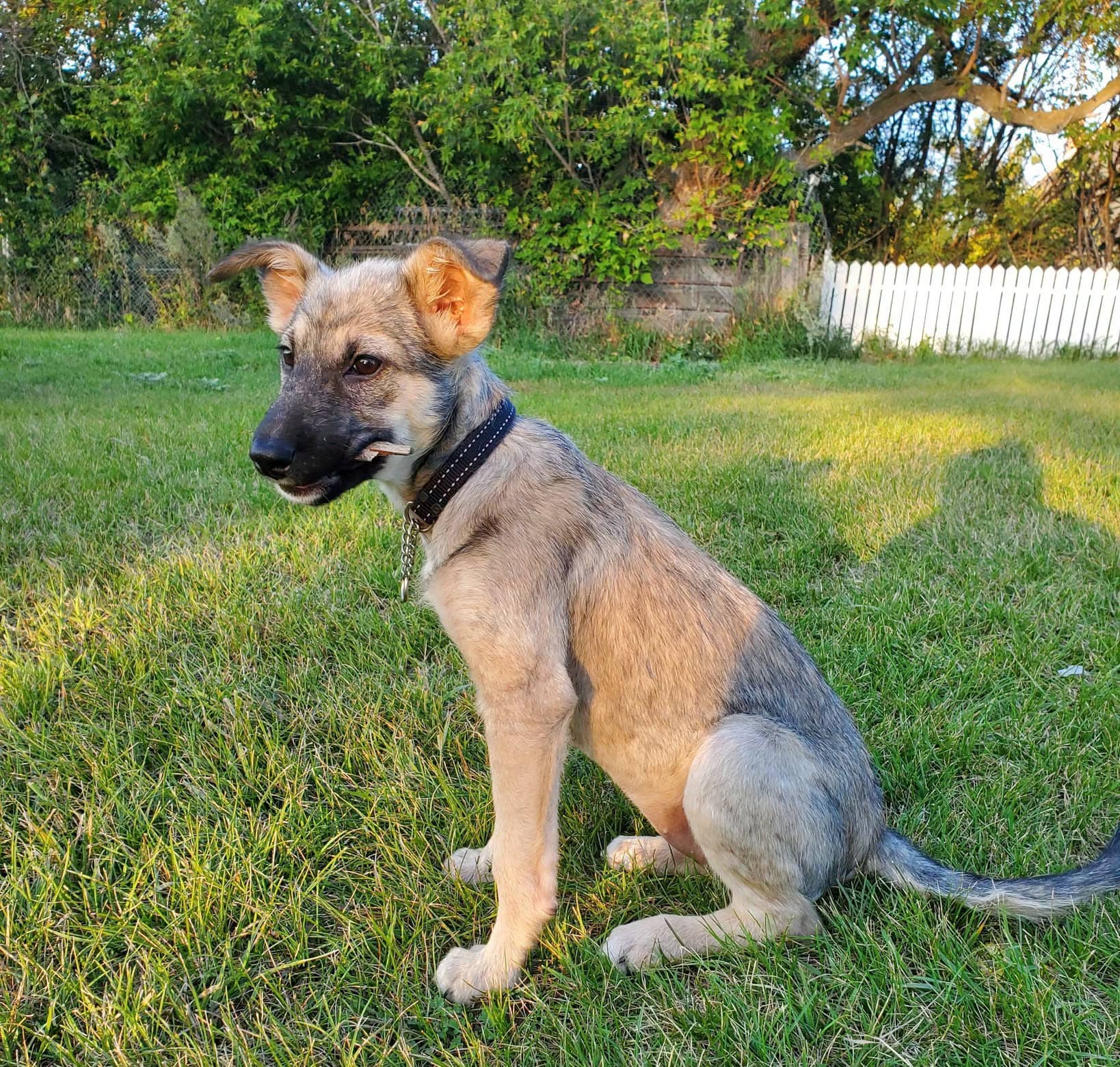 Maisey - Shepherd mix available for adoption at Running Wild Rescue in Regina