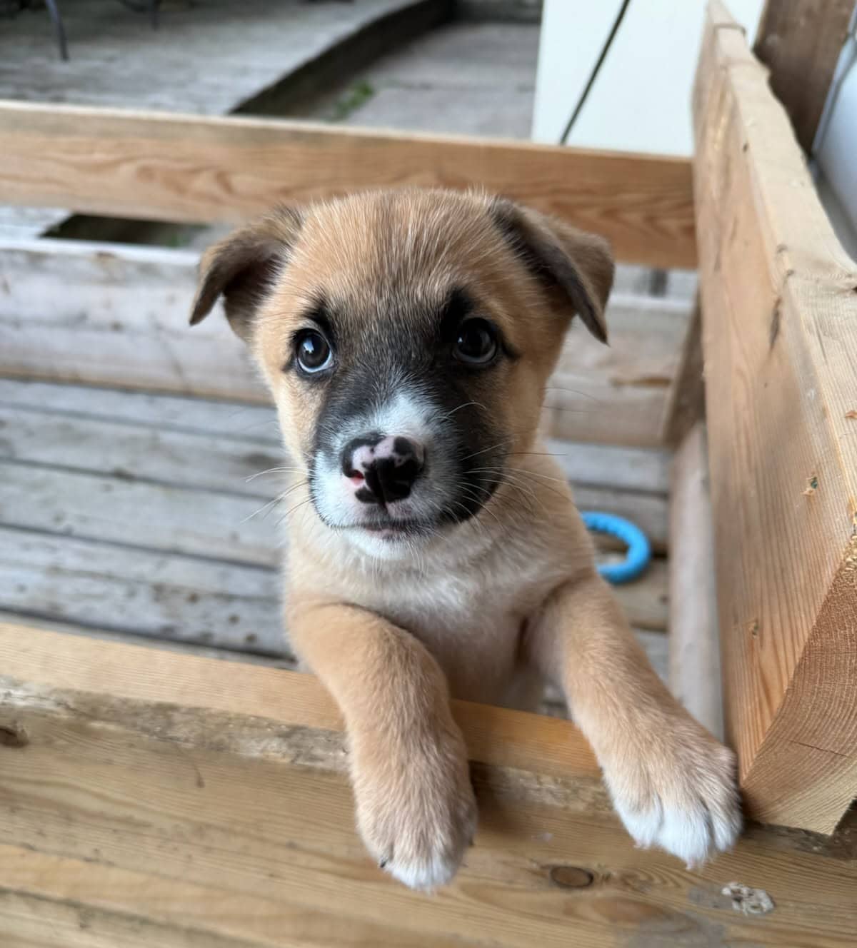 Earl - Shepherd/Lab mix available for adoption at Running Wild Rescue in Regina