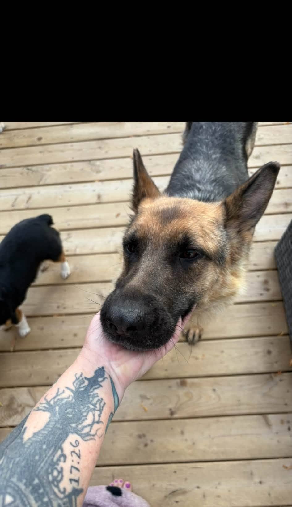 Shadow - Shepherd available for adoption at Running Wild Rescue in North Battleford