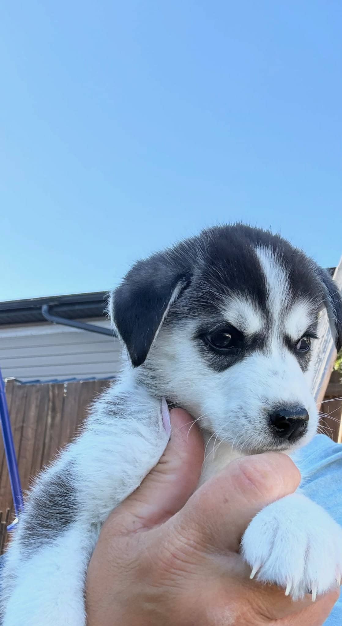 Everest - Husky mix available for adoption