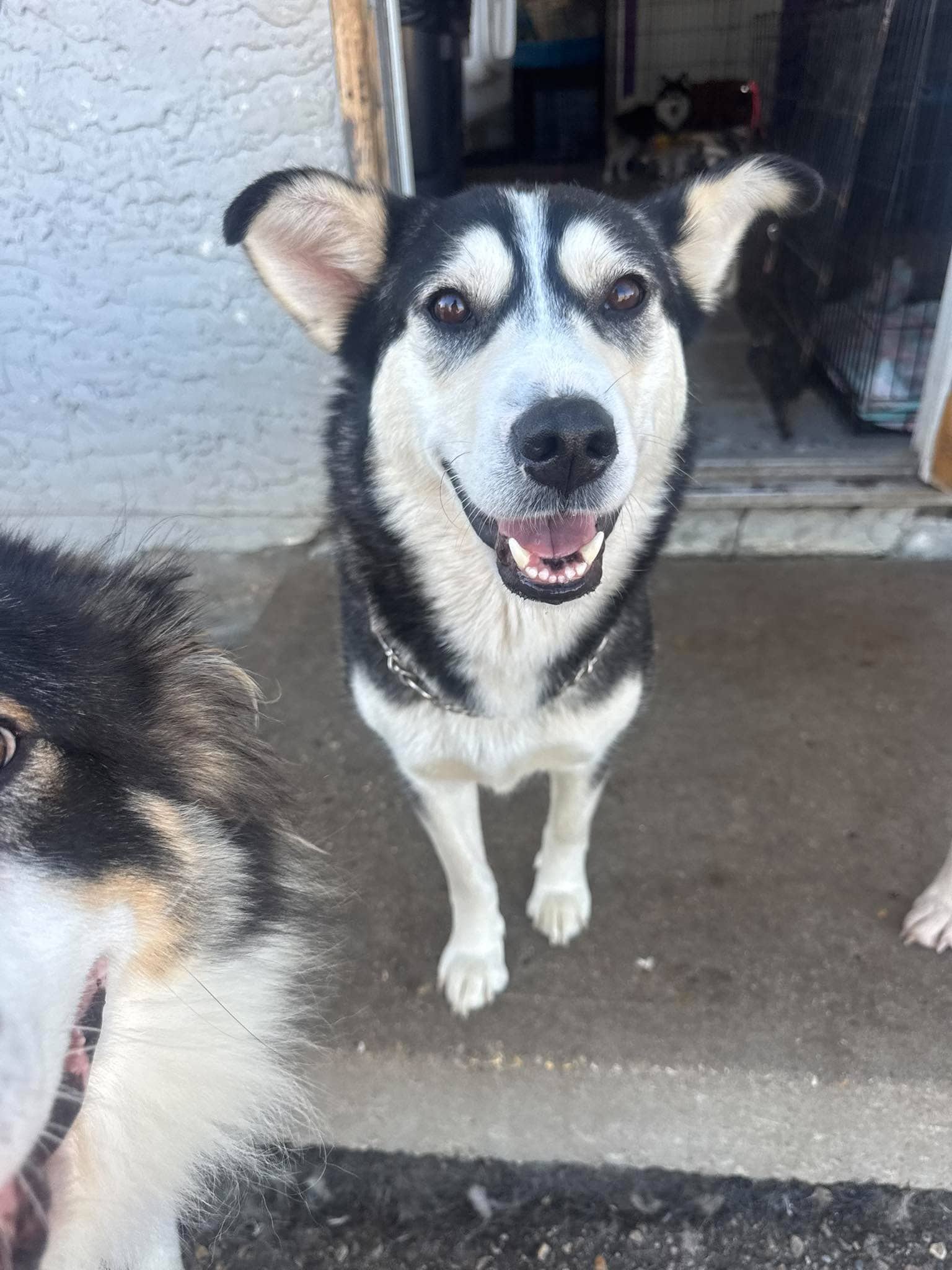Daisy 680 - Husky mix available for adoption at Running Wild Rescue in Saskatoon