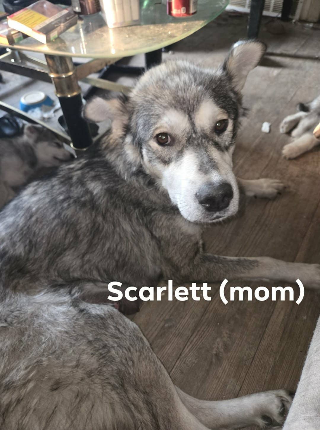 Scarlett - Husky mix available for adoption in Saskatchewan
