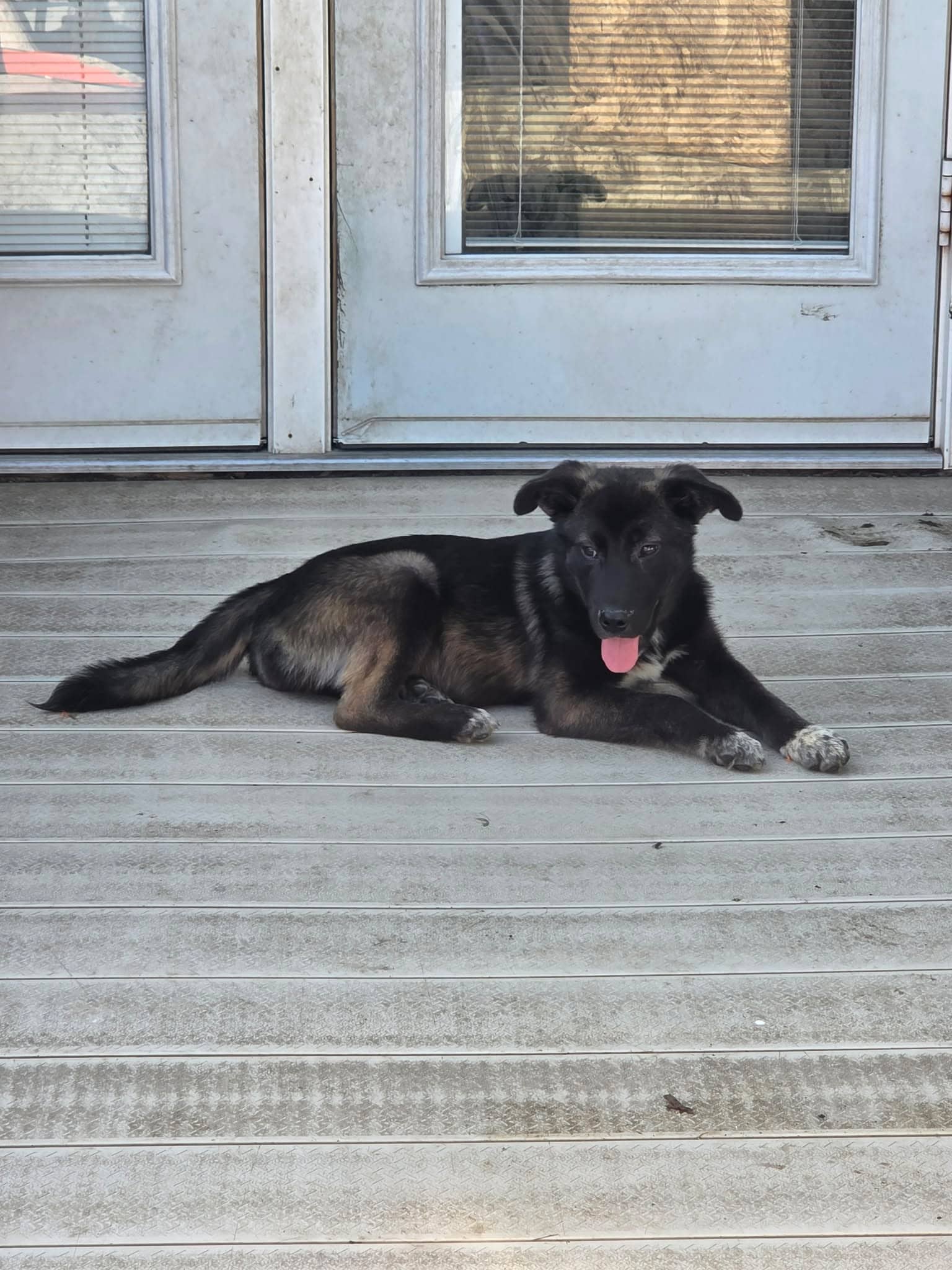 Keeva - Shepherd mix available for adoption at Running Wild Rescue in Regina