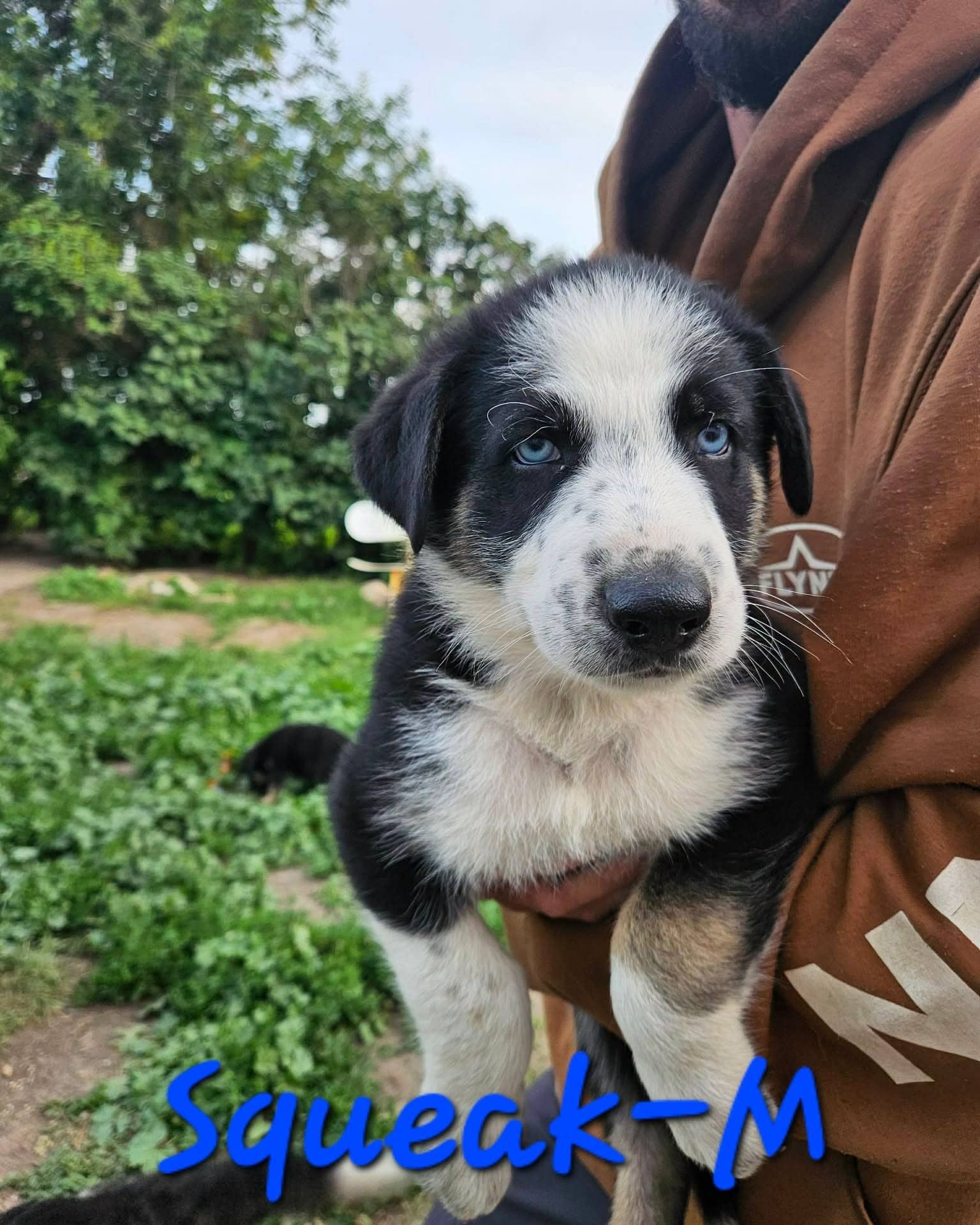 Squeak - Shepherd/Husky mix available for adoption
