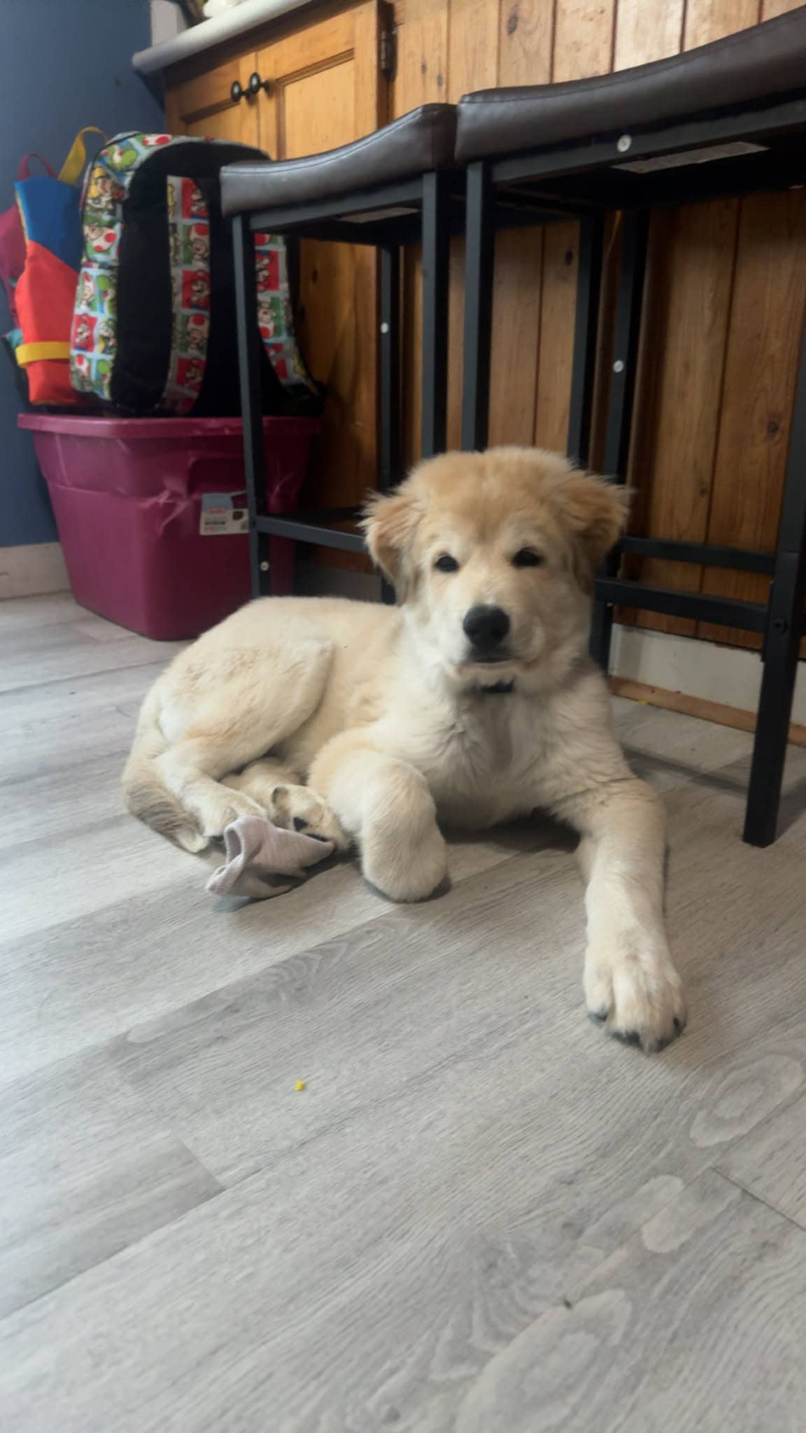 Nasher - Pyrenees mix available for adoption at Running Wild Rescue in Regina