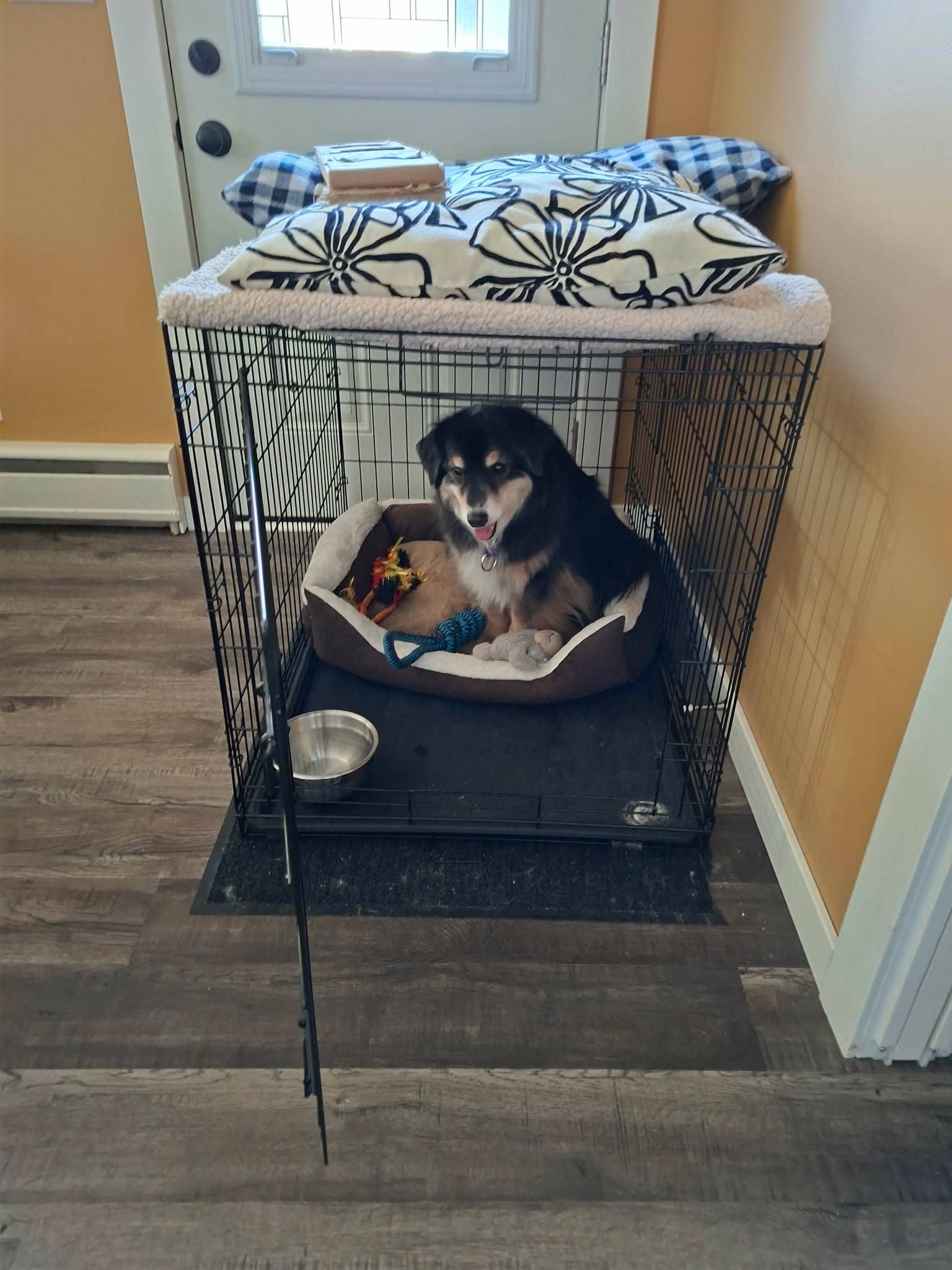 Sage - Aussie mix available for adoption at Running Wild Rescue in Regina