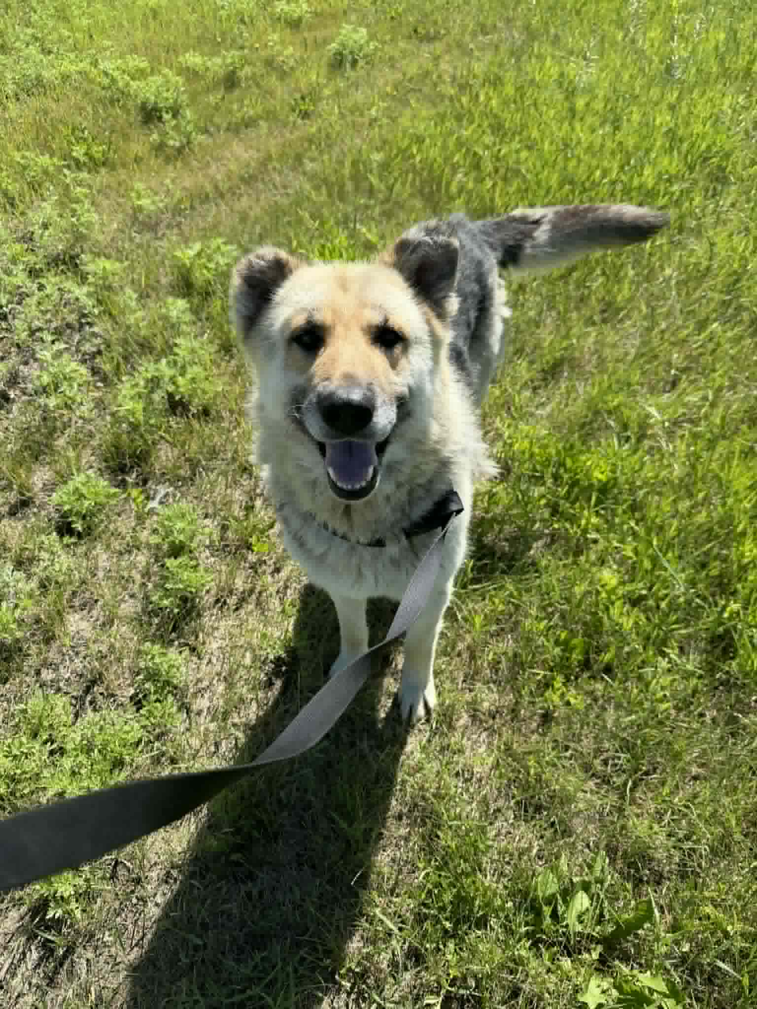 Ralph - Shepherd mix available for adoption in Saskatchewan
