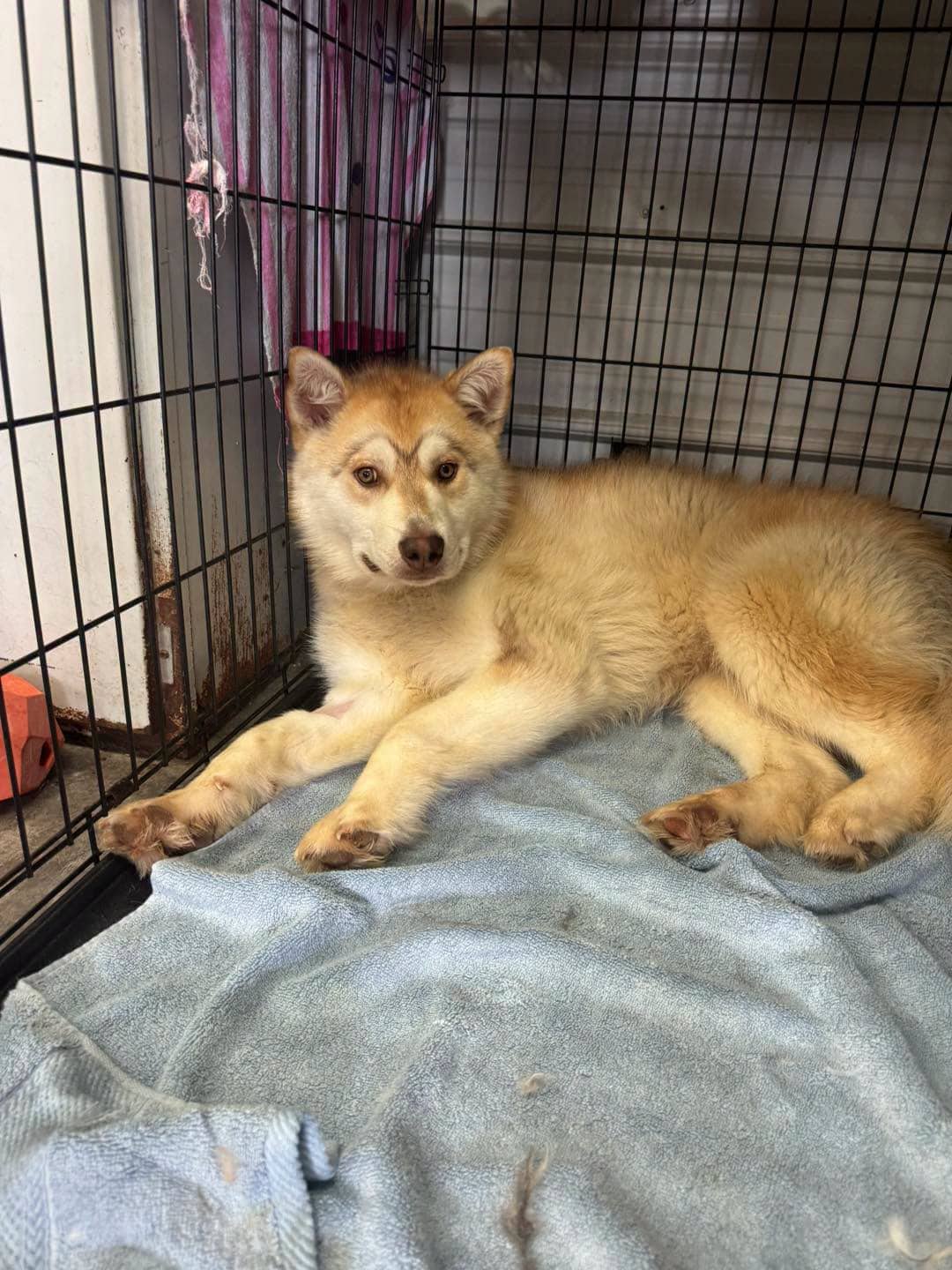 Tyler - Husky mix available for adoption