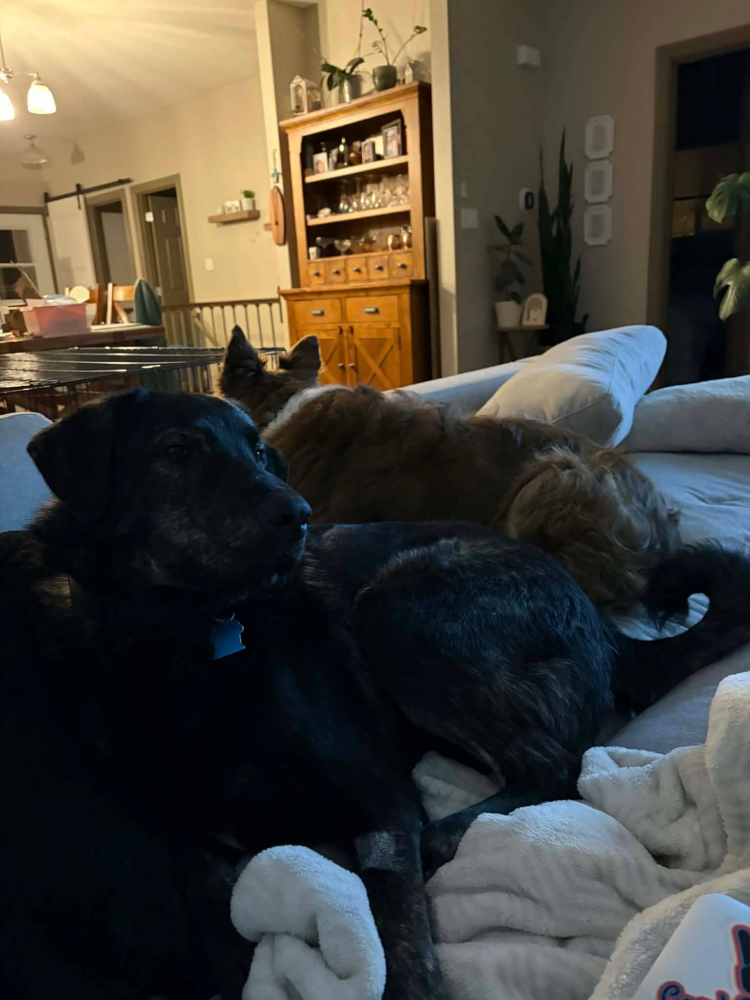 Midnight - Shepherd mix available for adoption
