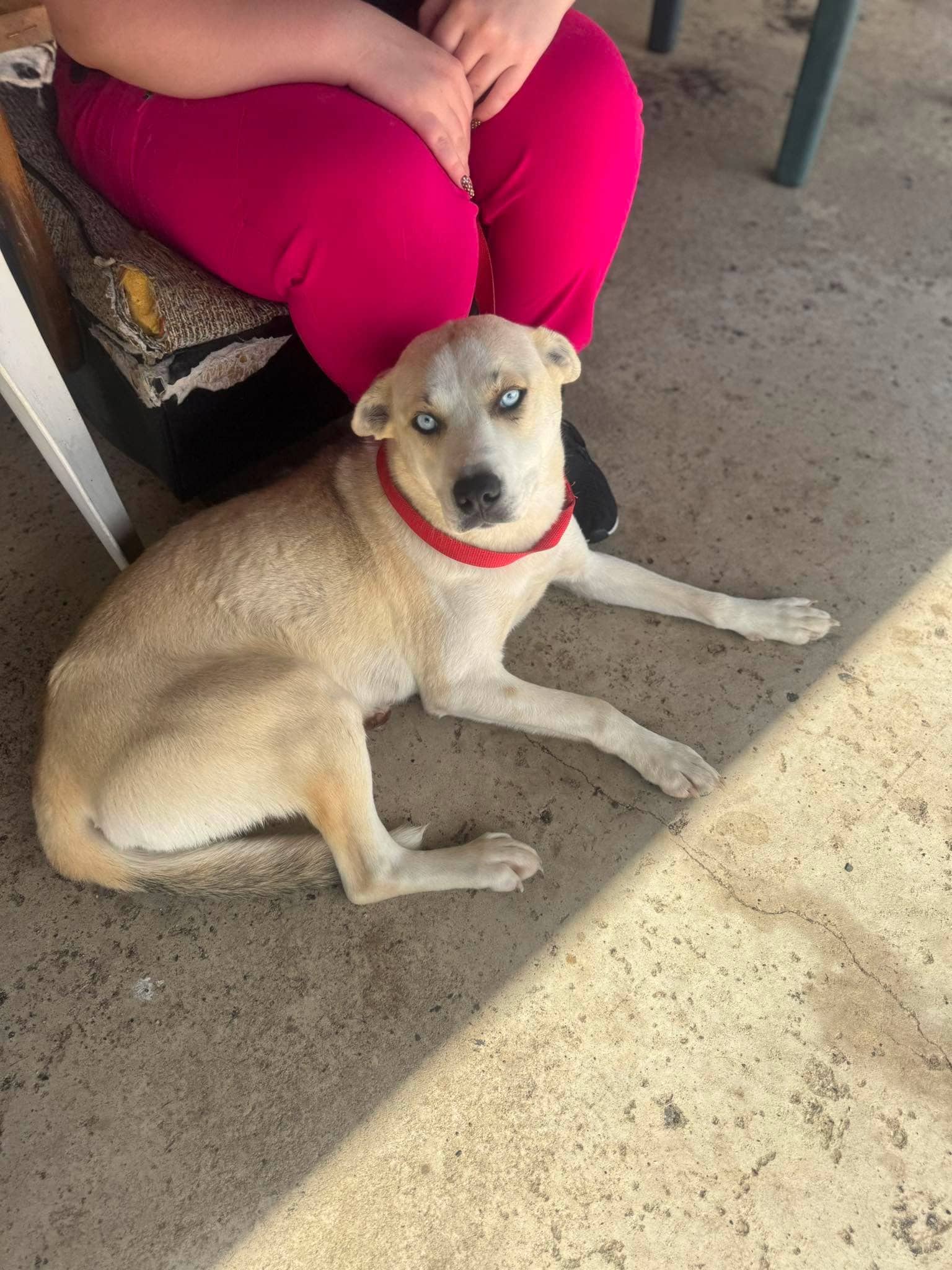 Brite-Eyes - Lab/Husky mix available for adoption