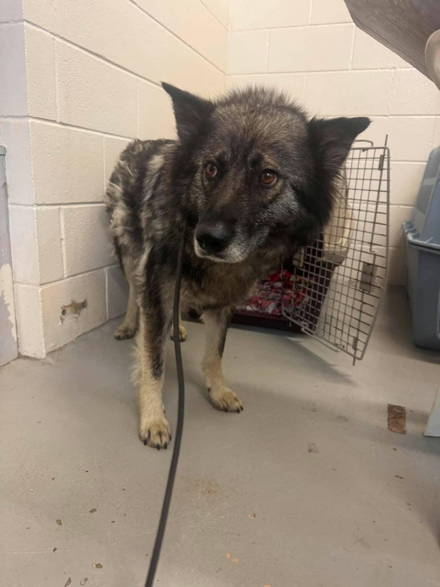 Olive - Shepherd/Husky mix available for adoption