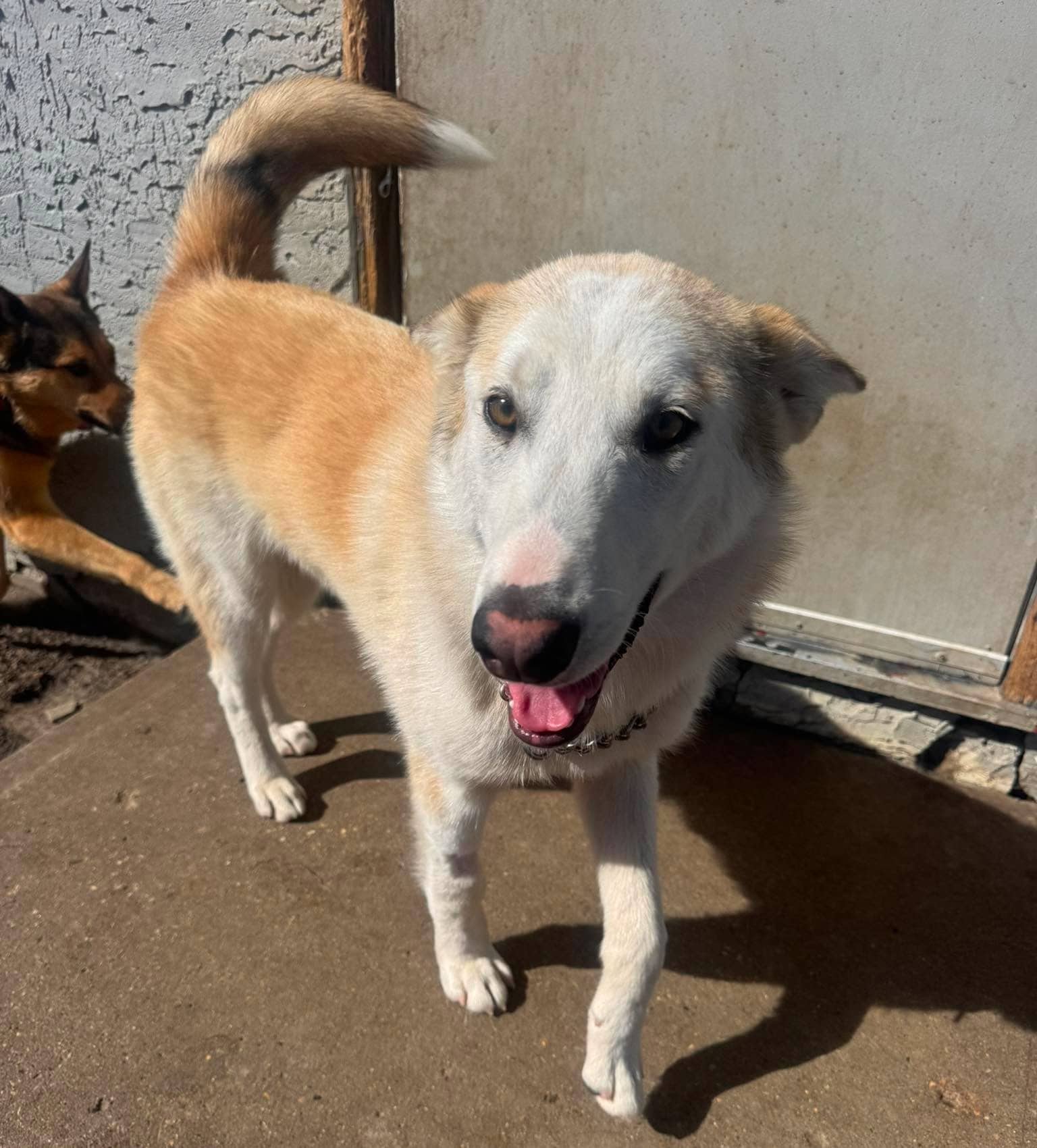 Jerry - Shepherd/Husky mix available for adoption