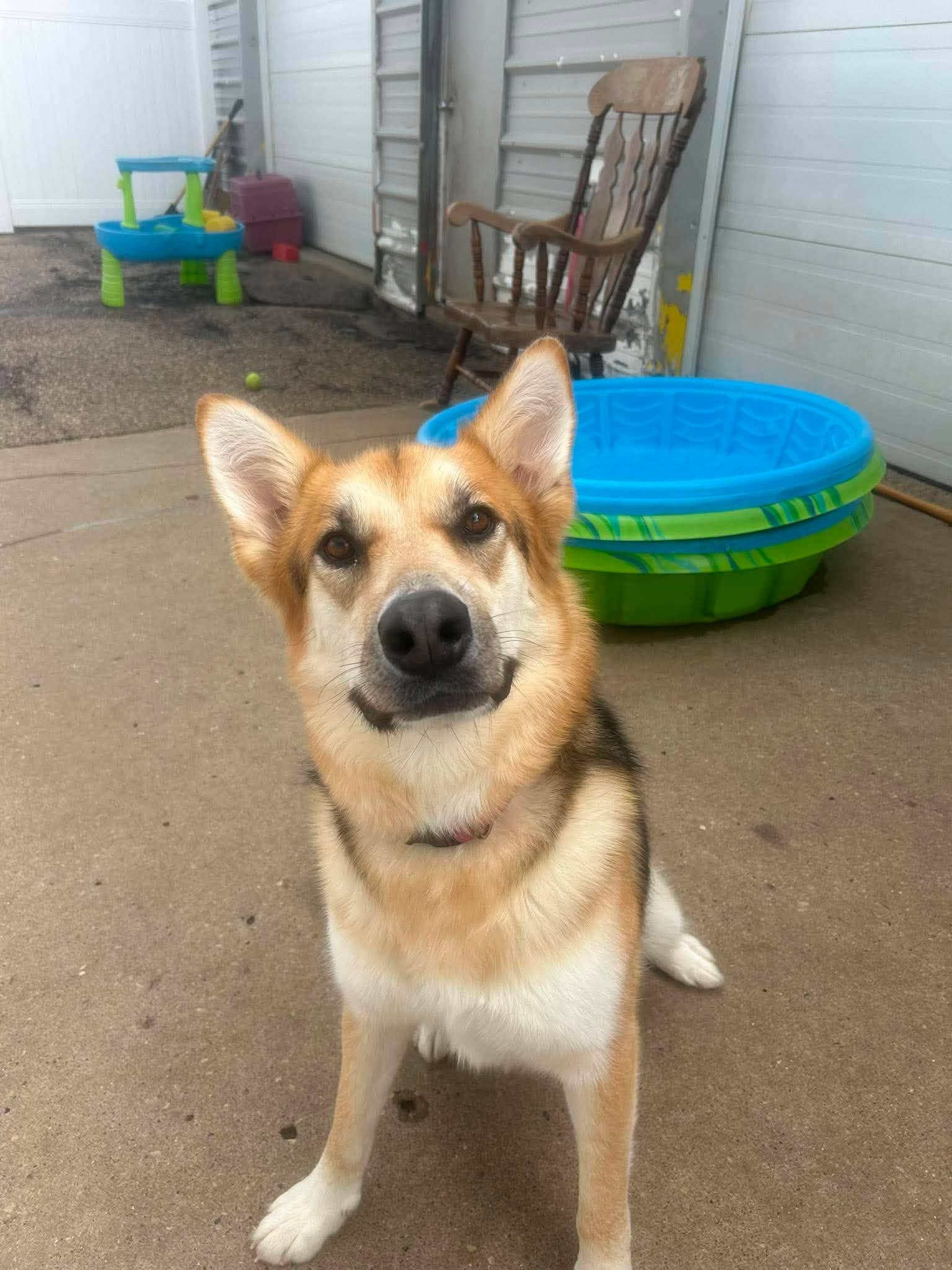 Calypso - Shepherd/Husky mix available for adoption
