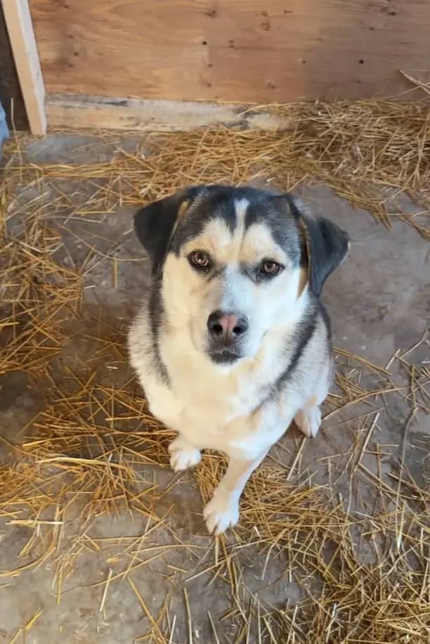 Roscoe - Husky/Shepherd mix available for adoption