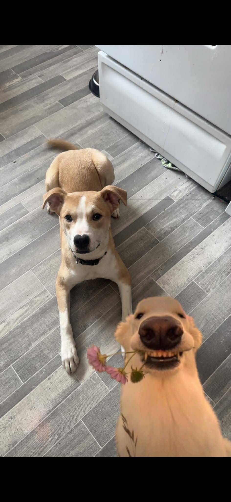 Chevy - Pit bull mix available for adoption at Running Wild Rescue in Lumsden