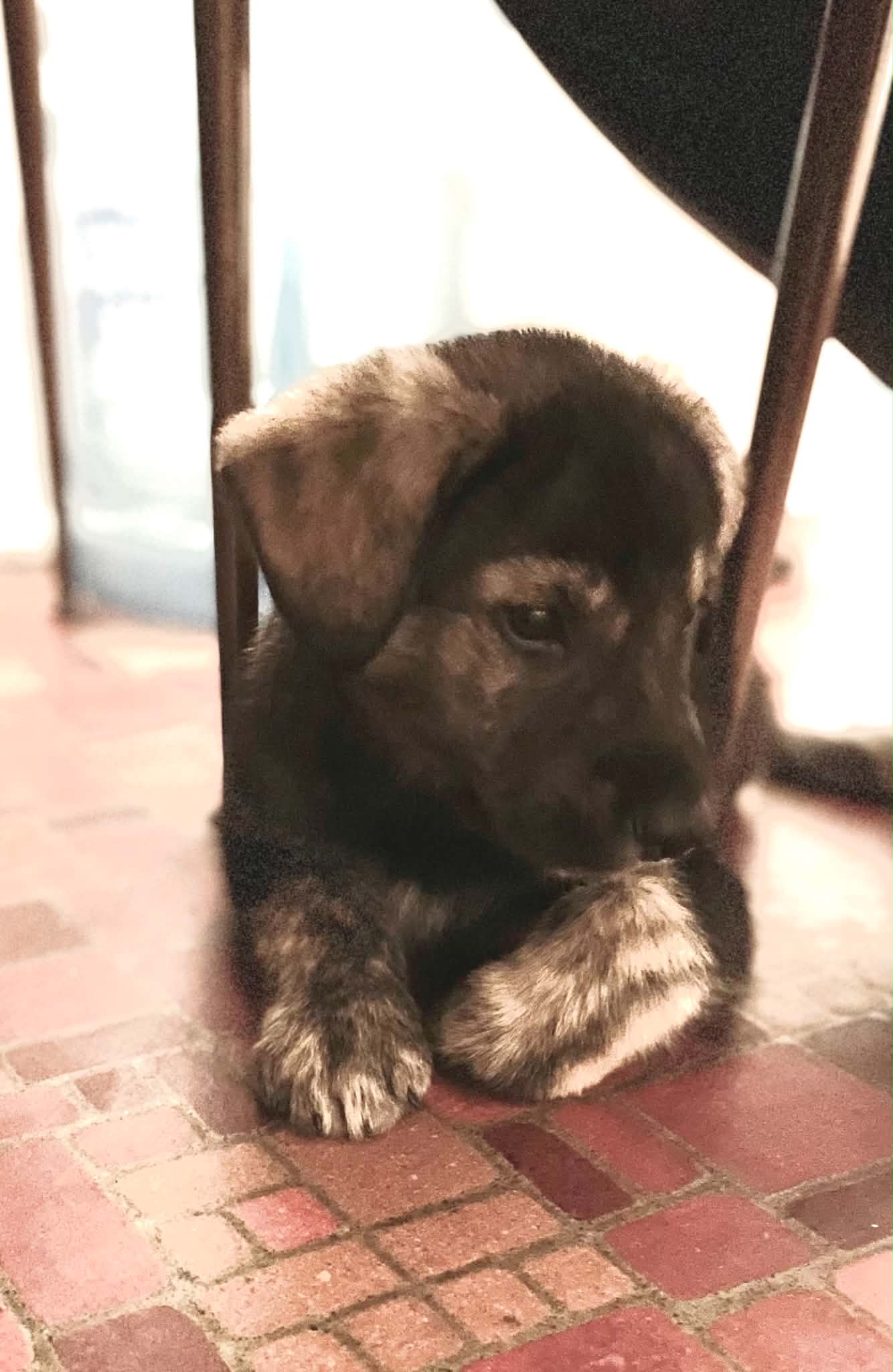 Gunner - Shepherd mix available for adoption at Running Wild Rescue in Saskatoon