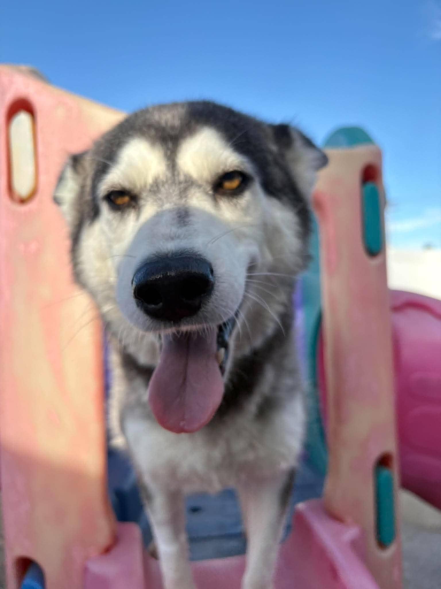 Belinda - Husky available for adoption