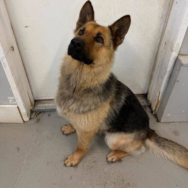 Pearl - German Shepherd available for adoption in Saskatchewan