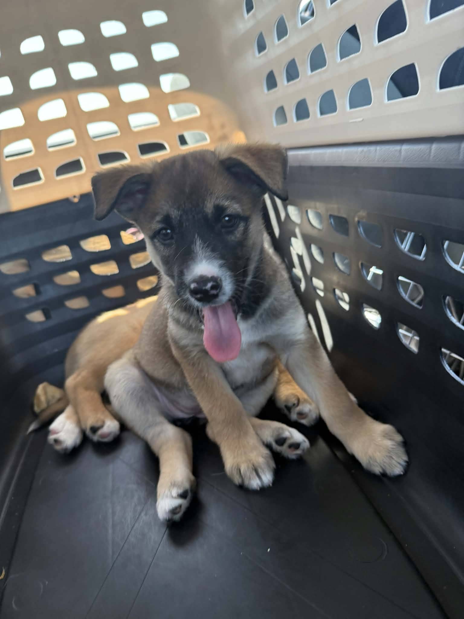 Edith - Shepherd/Lab mix available for adoption at Running Wild Rescue in Regina