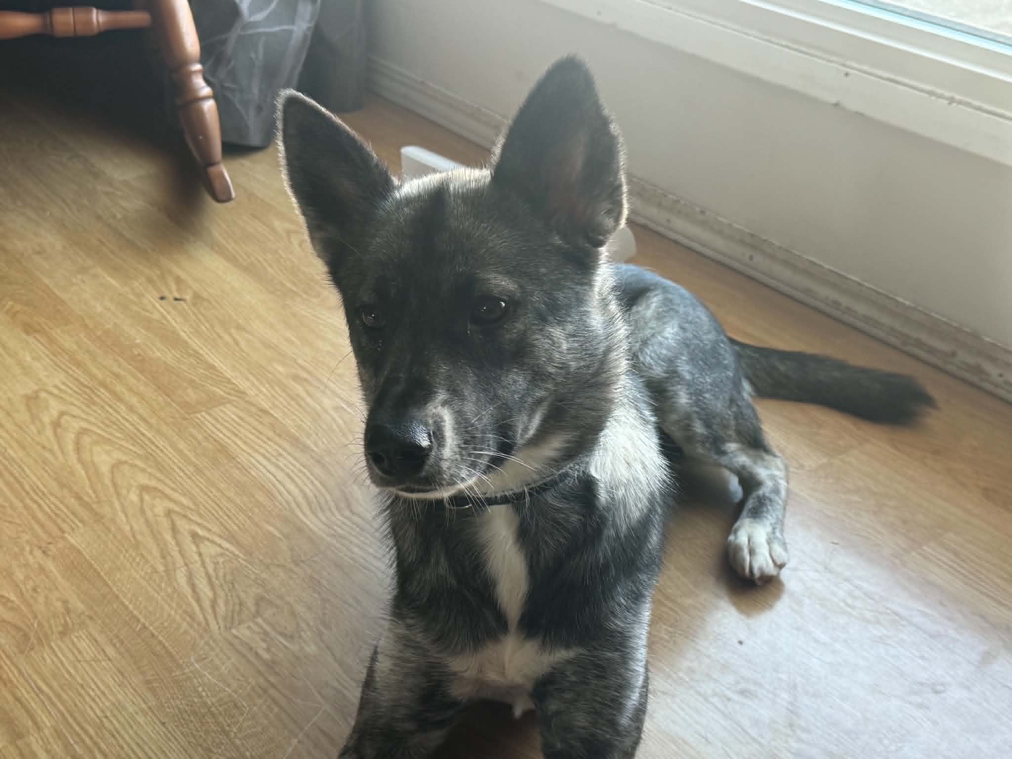 Smudge - Shepherd/Husky mix available for adoption