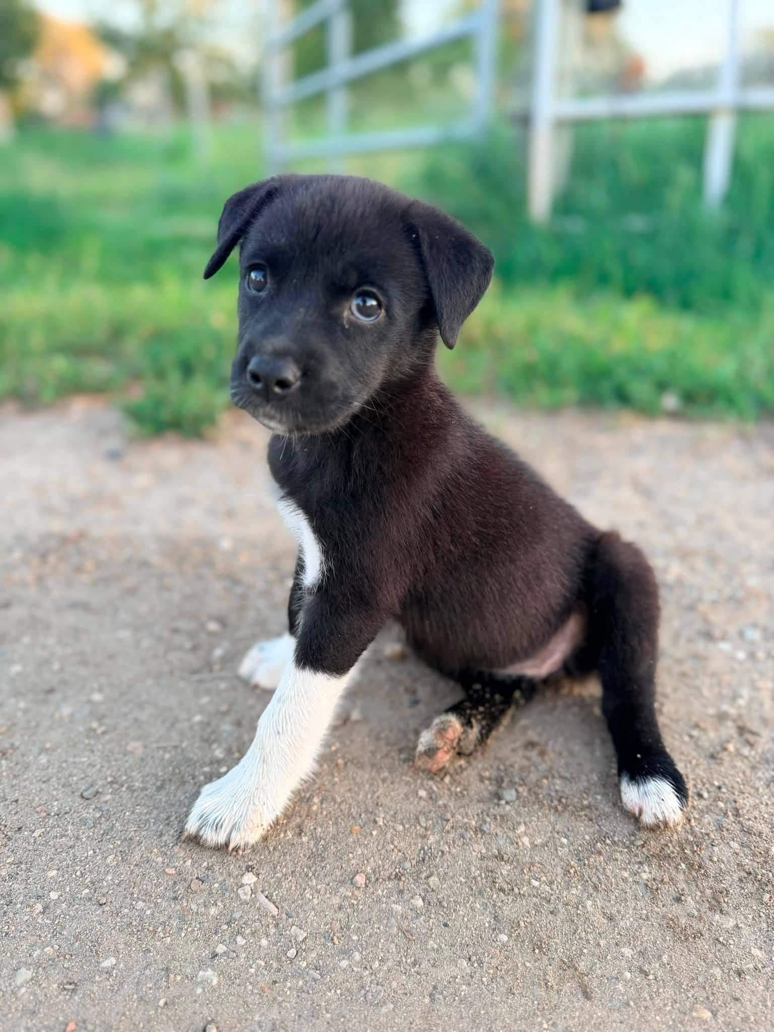Lainey - Lab/Husky mix available for adoption
