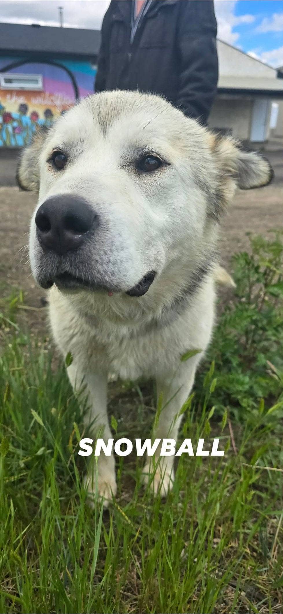 Snowball - Husky/Great Pyrenees mix available for adoption