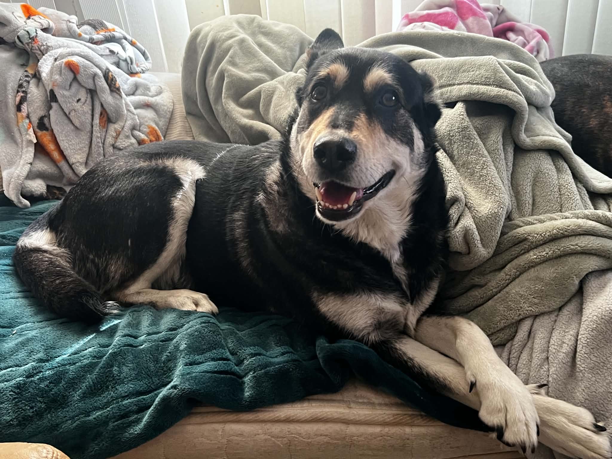 Nona - Husky/Shep mix available for adoption at Running Wild Rescue in Regina