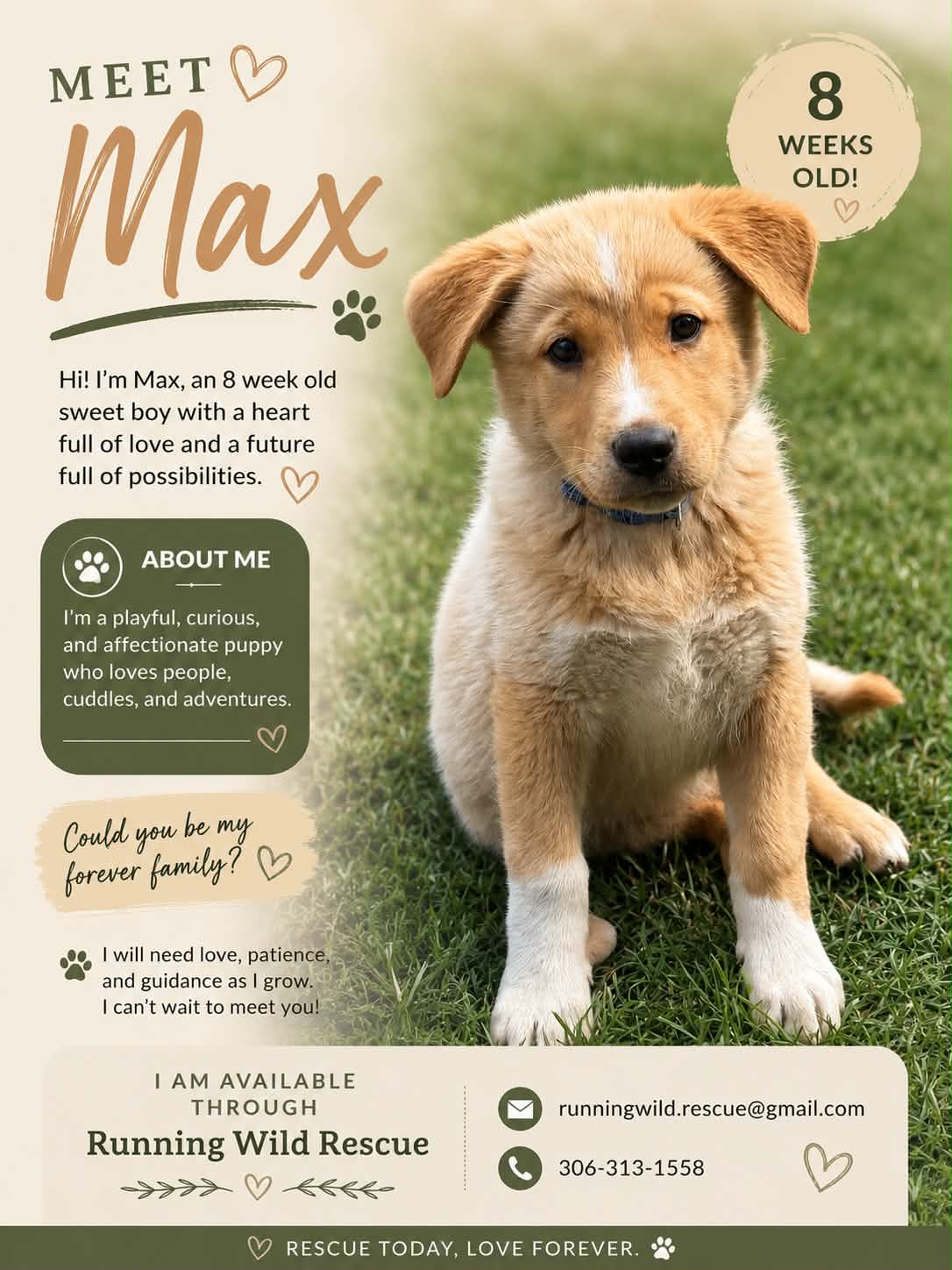 Max 700 - Shepherd mix available for adoption