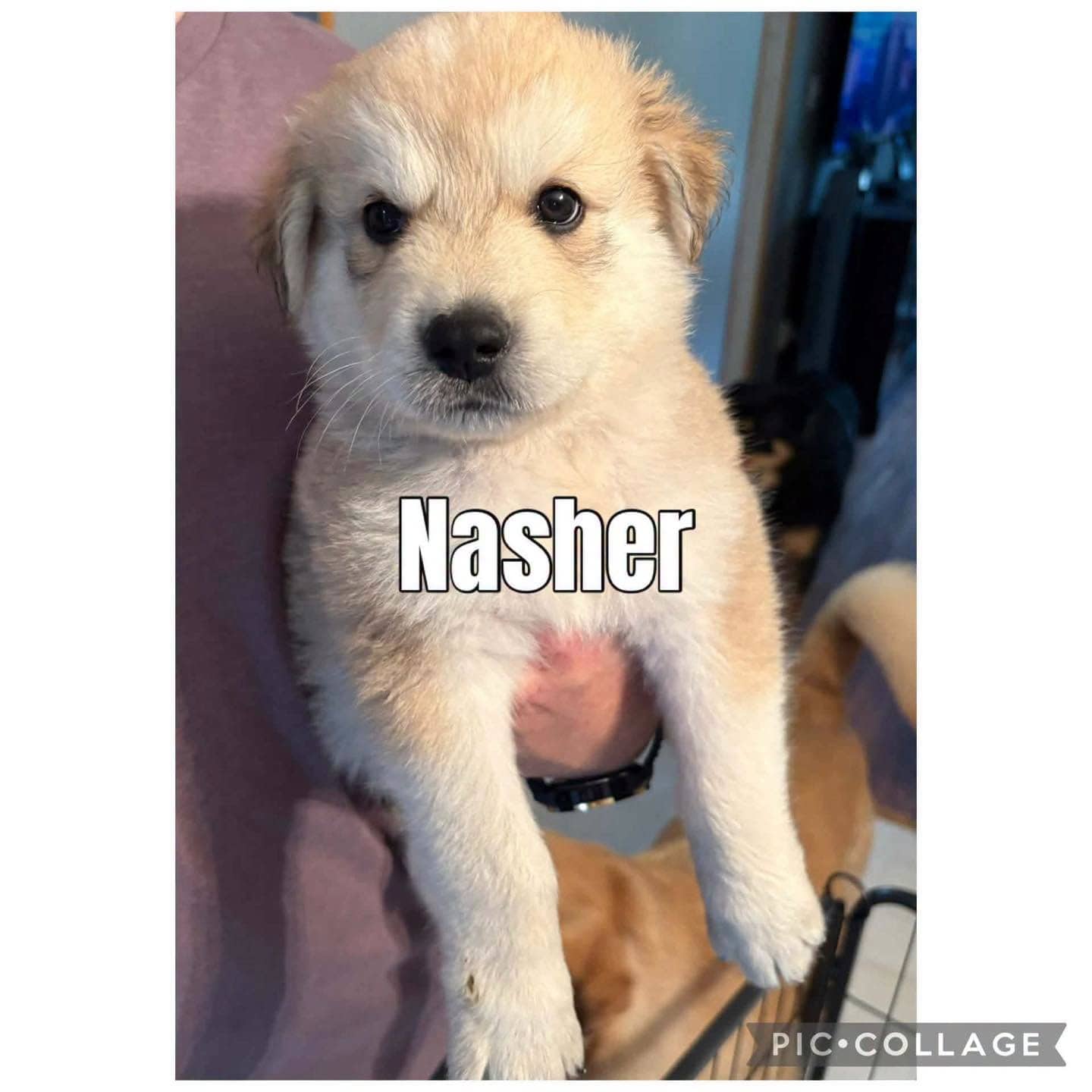 Nasher - Pyrenees mix available for adoption
