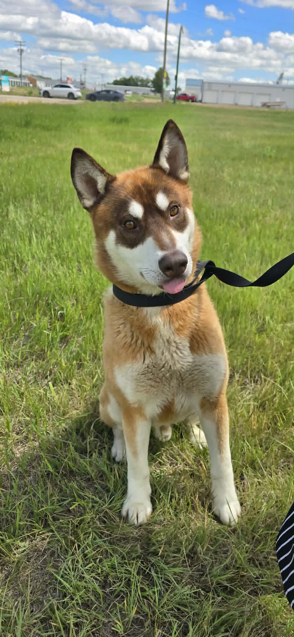 James - Husky mix available for adoption