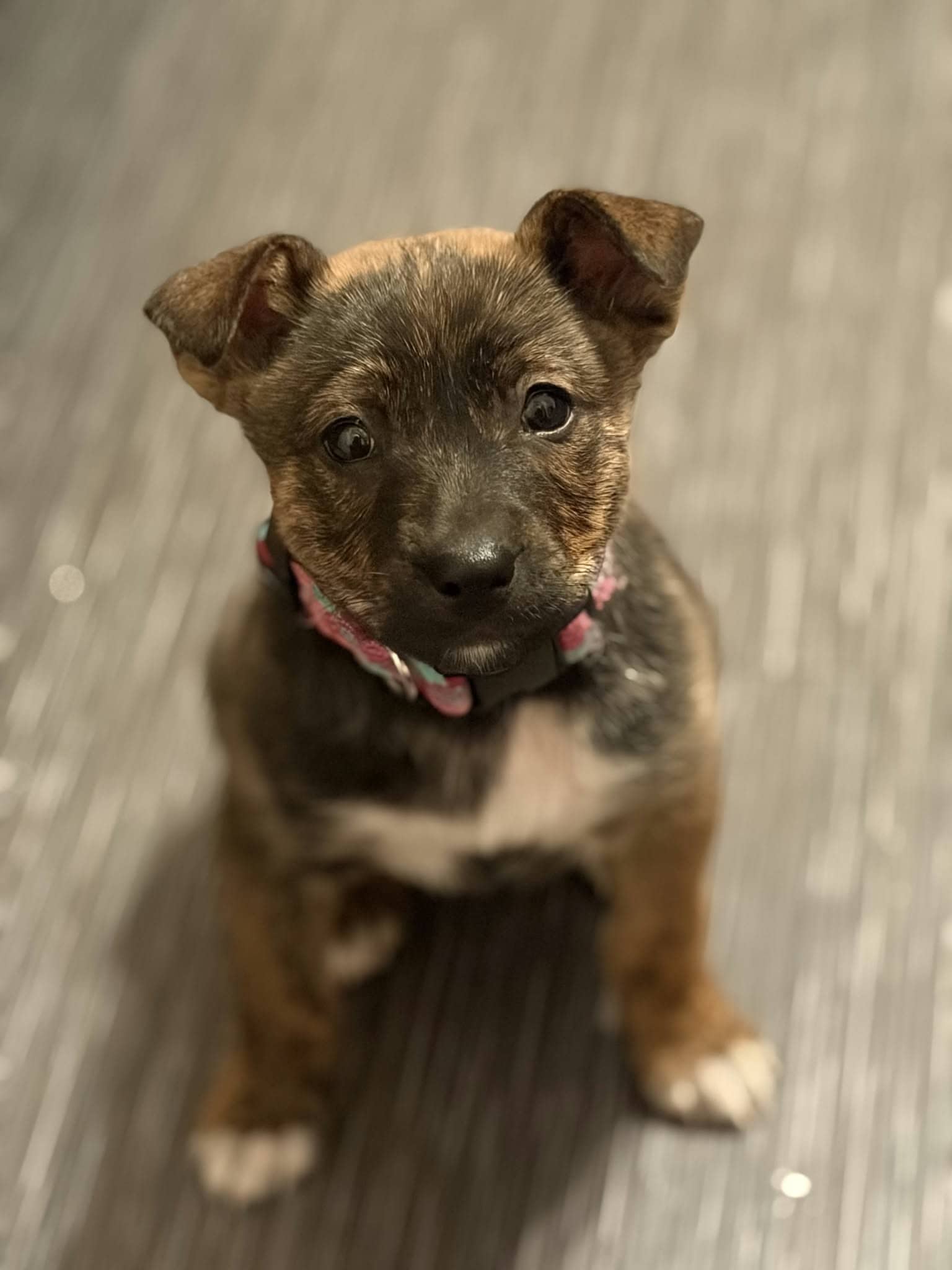 Scrappy - Husky/Shepherd mix available for adoption
