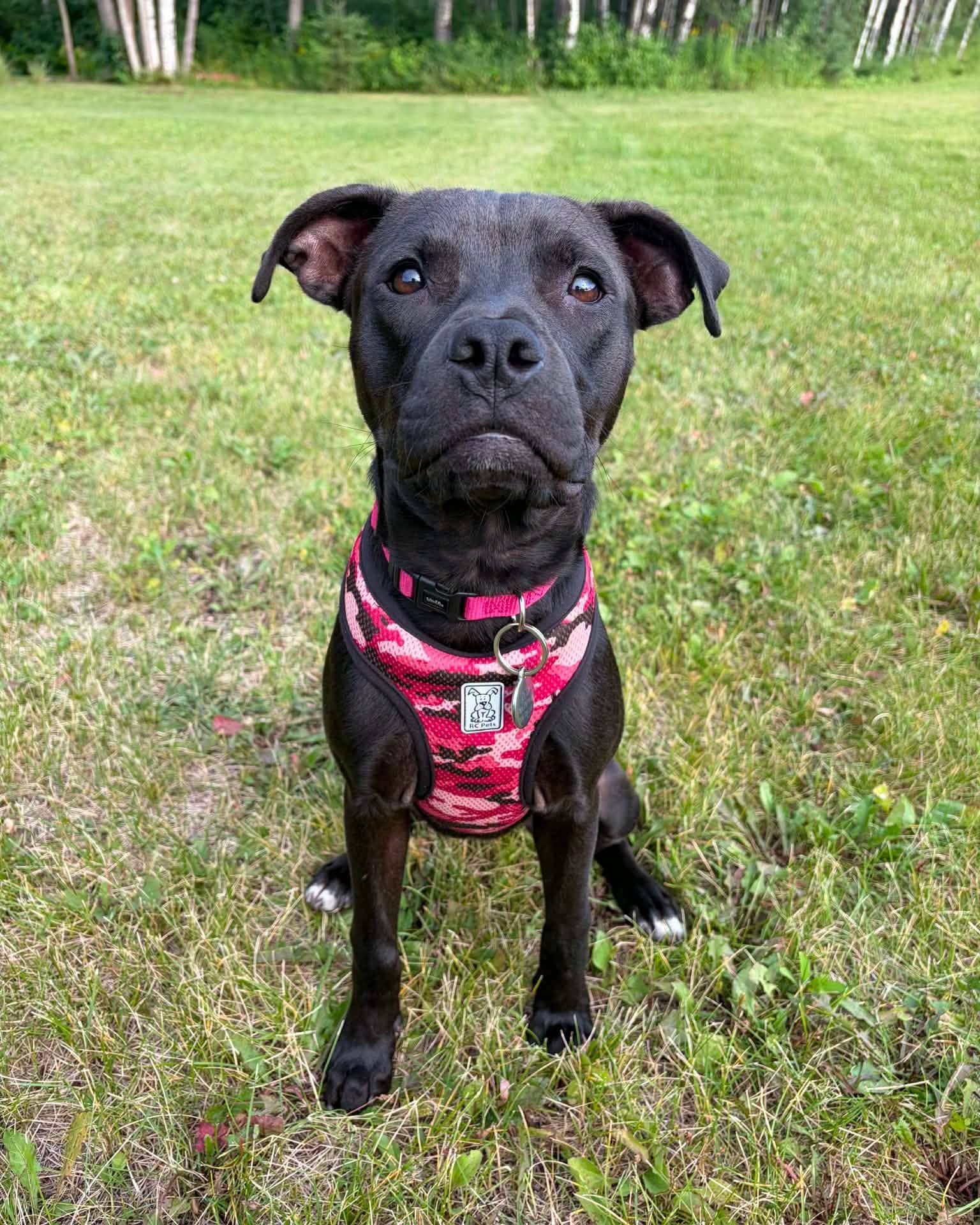 Freya - Pit bull mix available for adoption at Running Wild Rescue in Regina