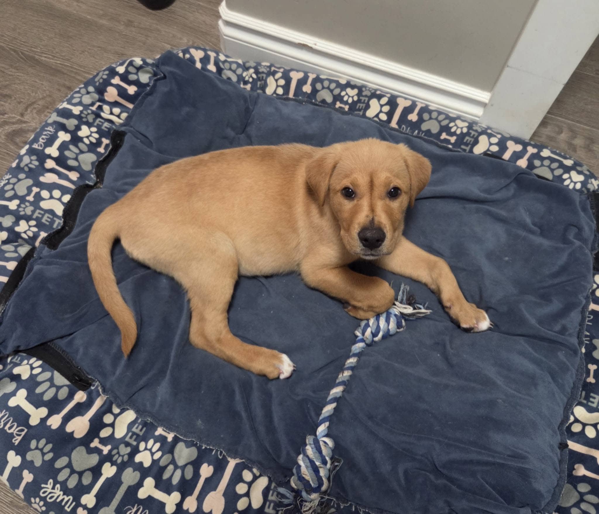 Poppy - Retriever mix available for adoption