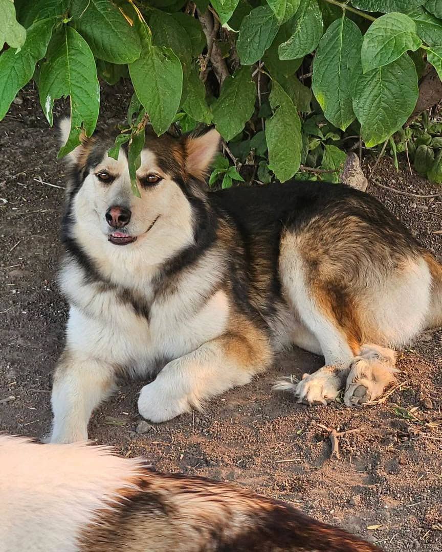 Winter - Husky/Shepherd mix available for adoption