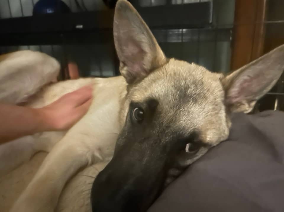 Rocky - Shepherd mix available for adoption at Running Wild Rescue in Regina