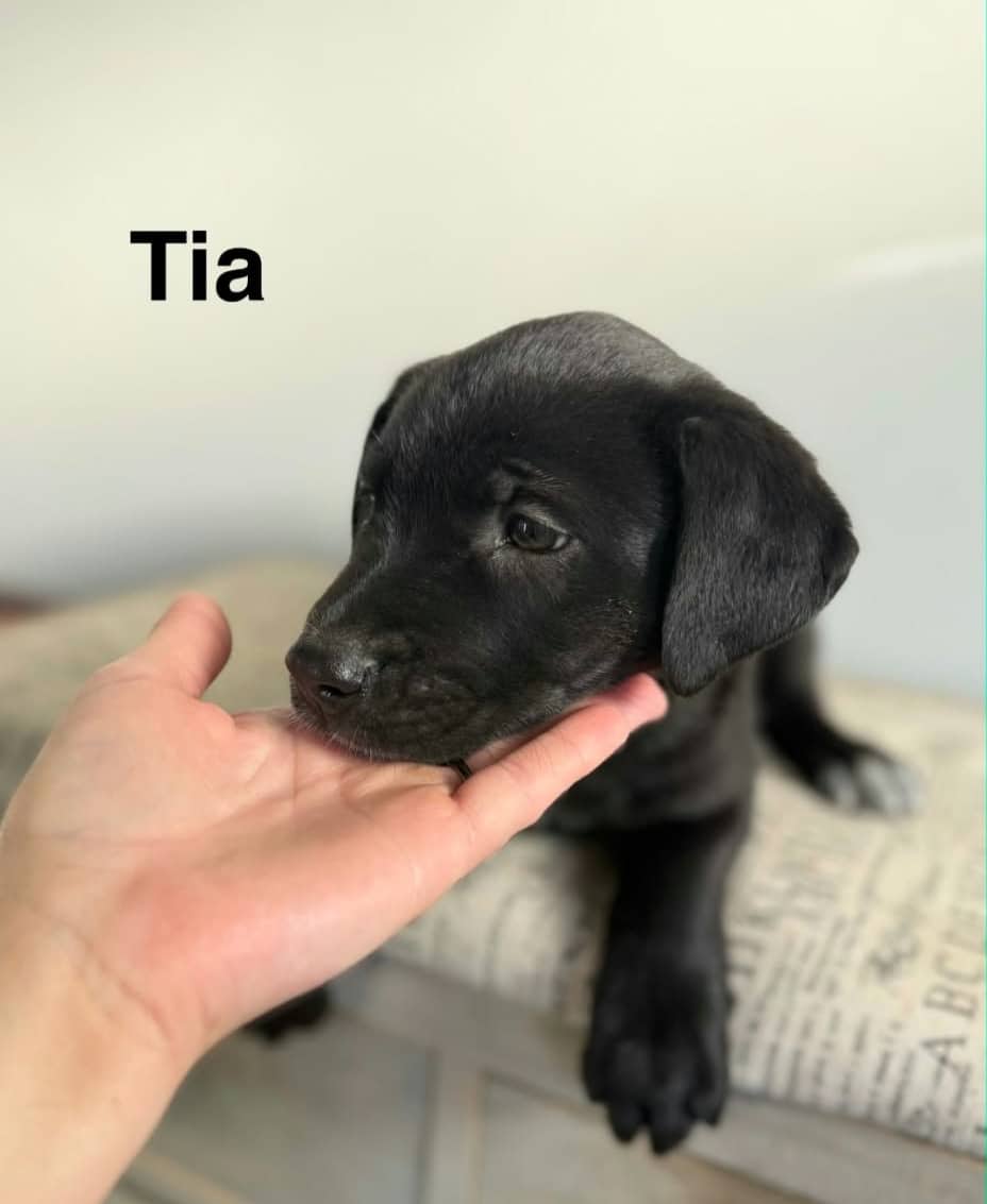 Tia - Lab/Shepherd/Collie mix available for adoption at Running Wild Rescue in Warman