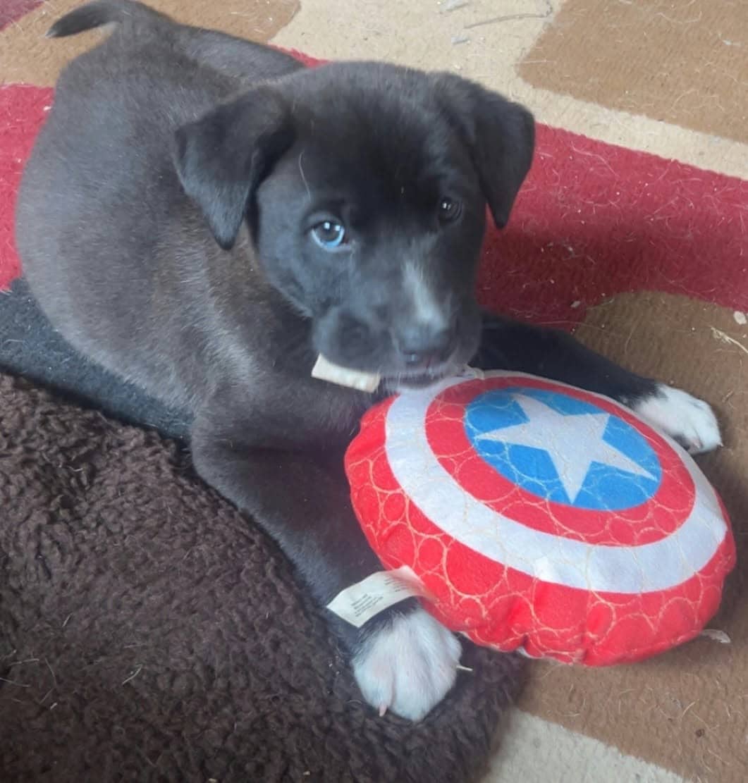 Delilah - Shepherd/Collie mix available for adoption at Running Wild Rescue in Saskatoon