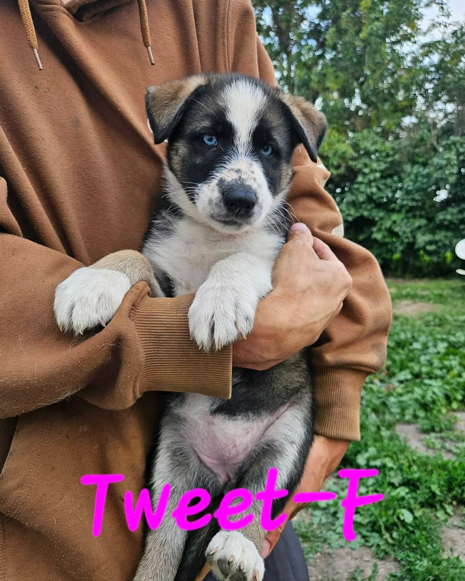 Tweet - Shepherd/Husky mix available for adoption