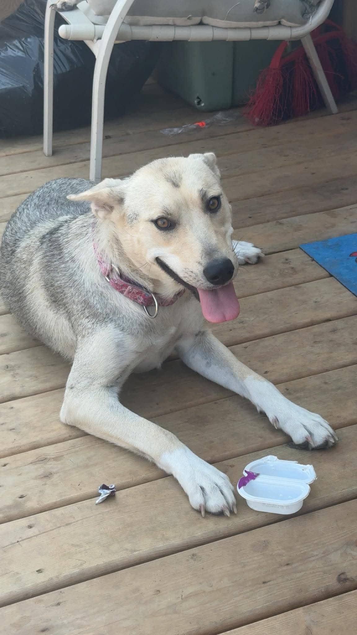 Princess - Shepherd mix available for adoption at Running Wild Rescue in Regina