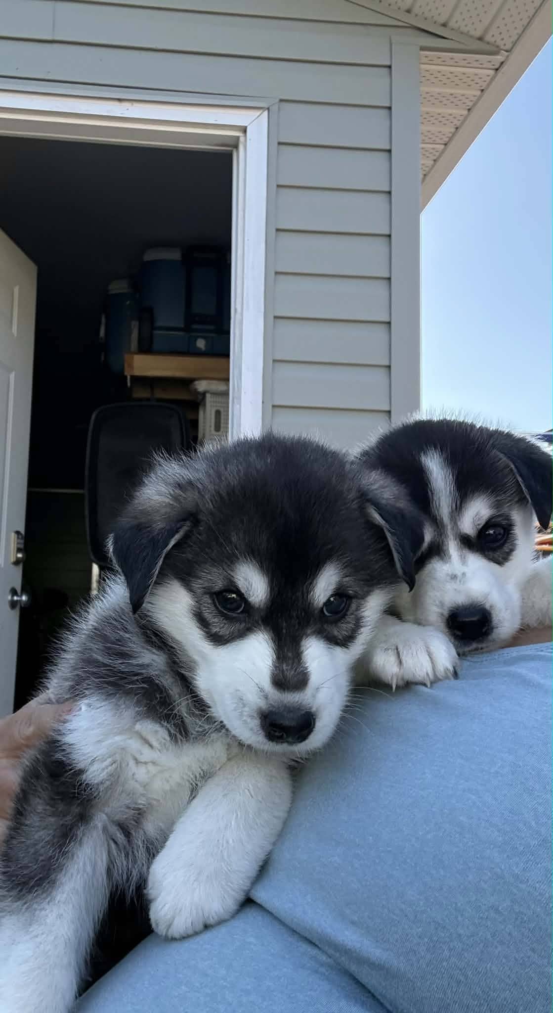 Marshall - Husky mix available for adoption