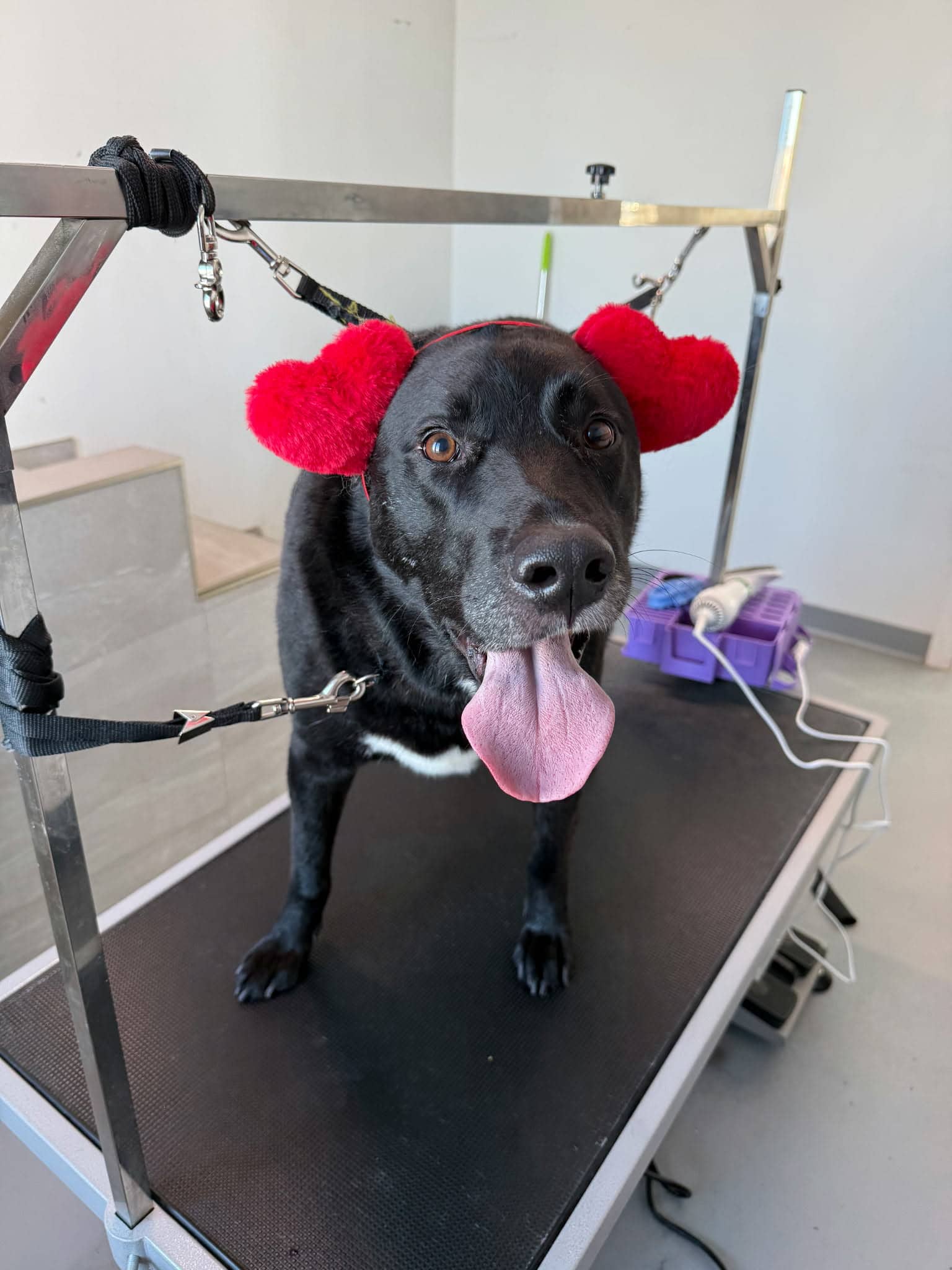 Teddy 2.0 - Lab mix available for adoption